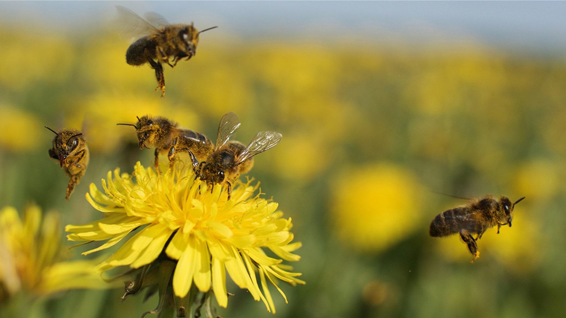 Researchers have looked into what happens to honey bees exposed to an herbicide called glyphosate.
