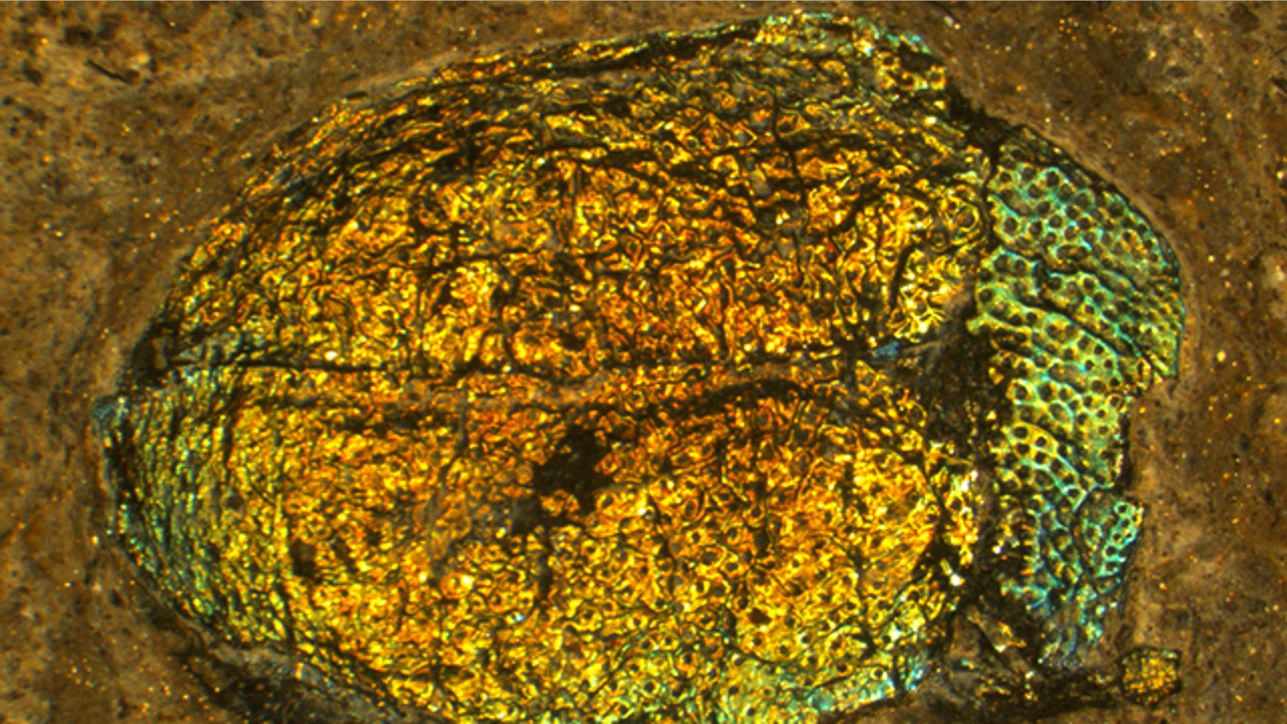 The original color of this 47-million-year-old beetle was reconstructed using microscopic details preserved in the cuticle.