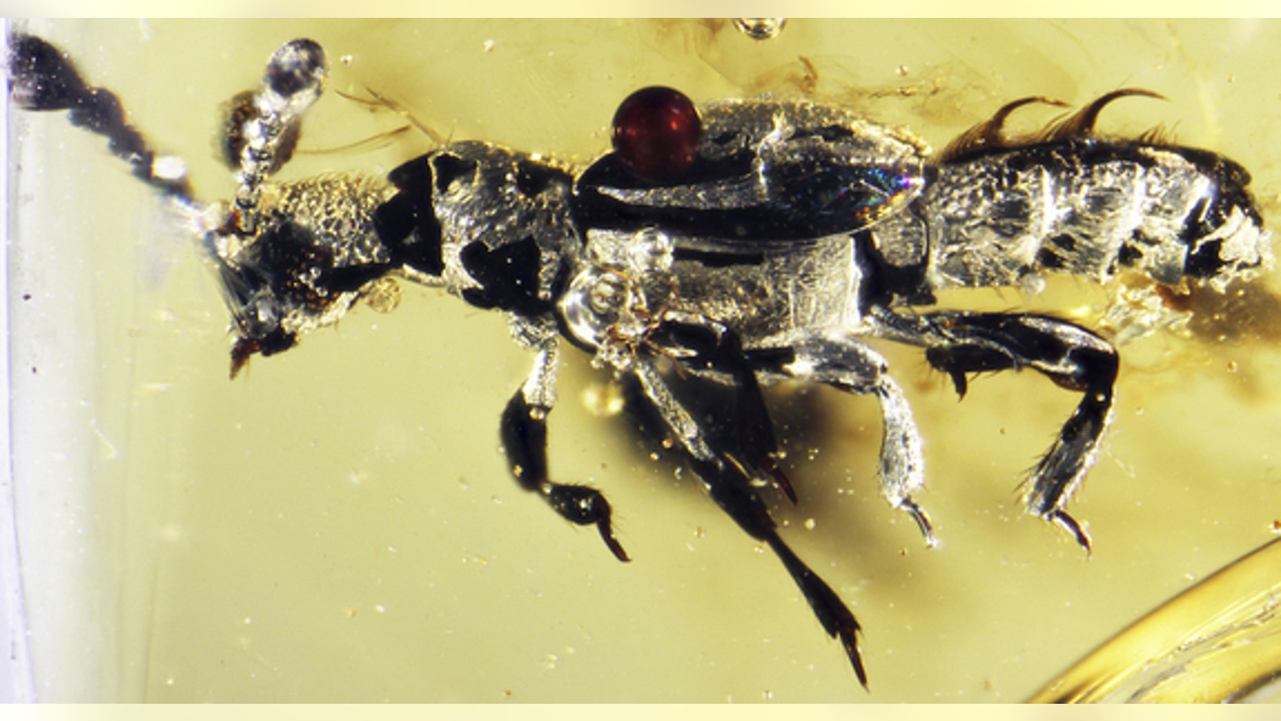 The beetle Protoclaviger trichodens got trapped in this piece of amber in India 52 million years ago.