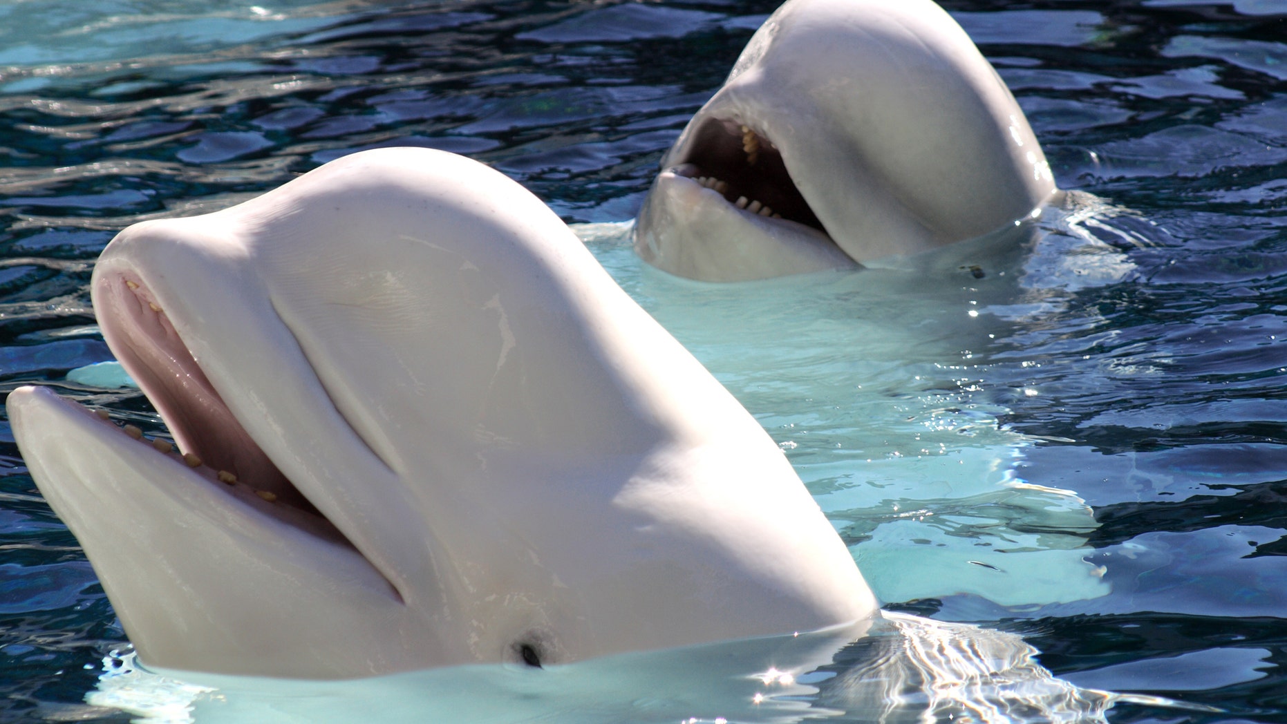 Two beluga whales play together.