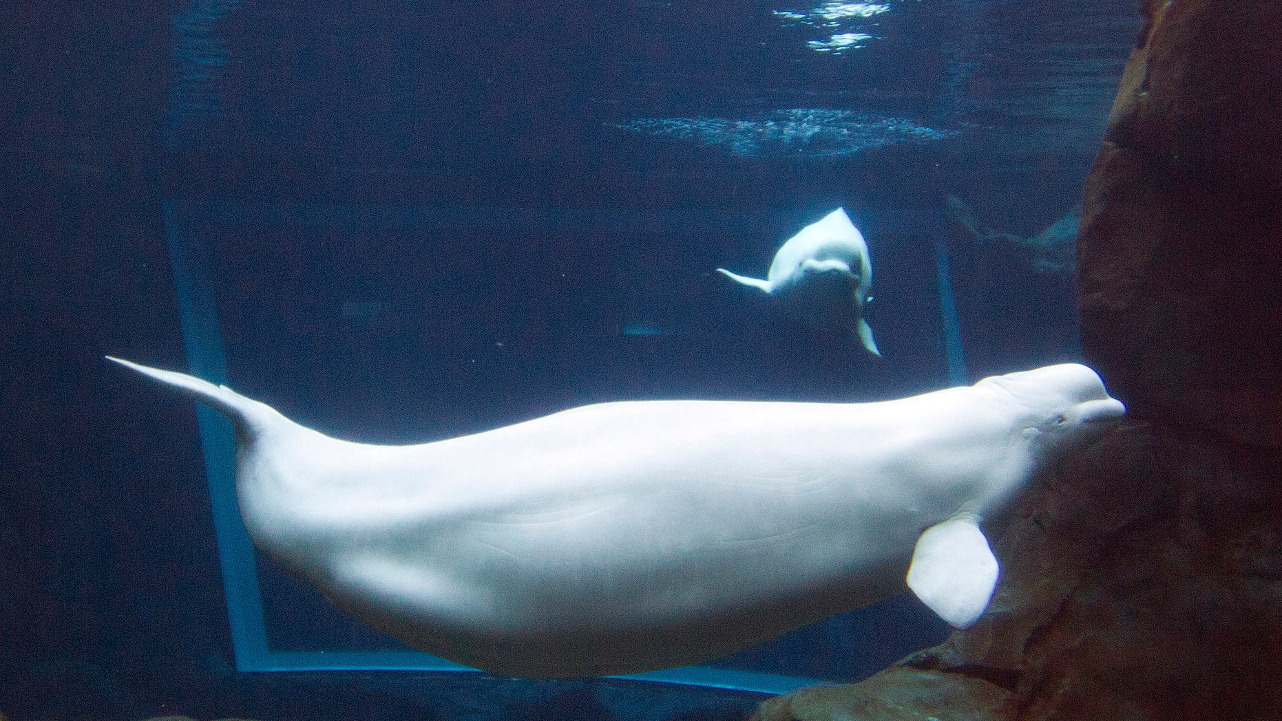 FILE - In this April 11, 2012, file photo, Georgia Aquarium's resident beluga whale Maris swims in the aquarium's tank in Atlanta. Aquarium chief veterinary officer Dr. Gregory Bossart said the female whale Maris died suddenly Thursday, Oct. 22, 2015. (AP Photo/John Bazemore, File)