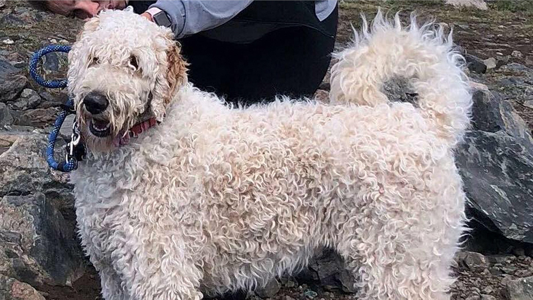 One-year-old Bentley was reunited with his owner after surviving for three weeks in the Colorado mountains.