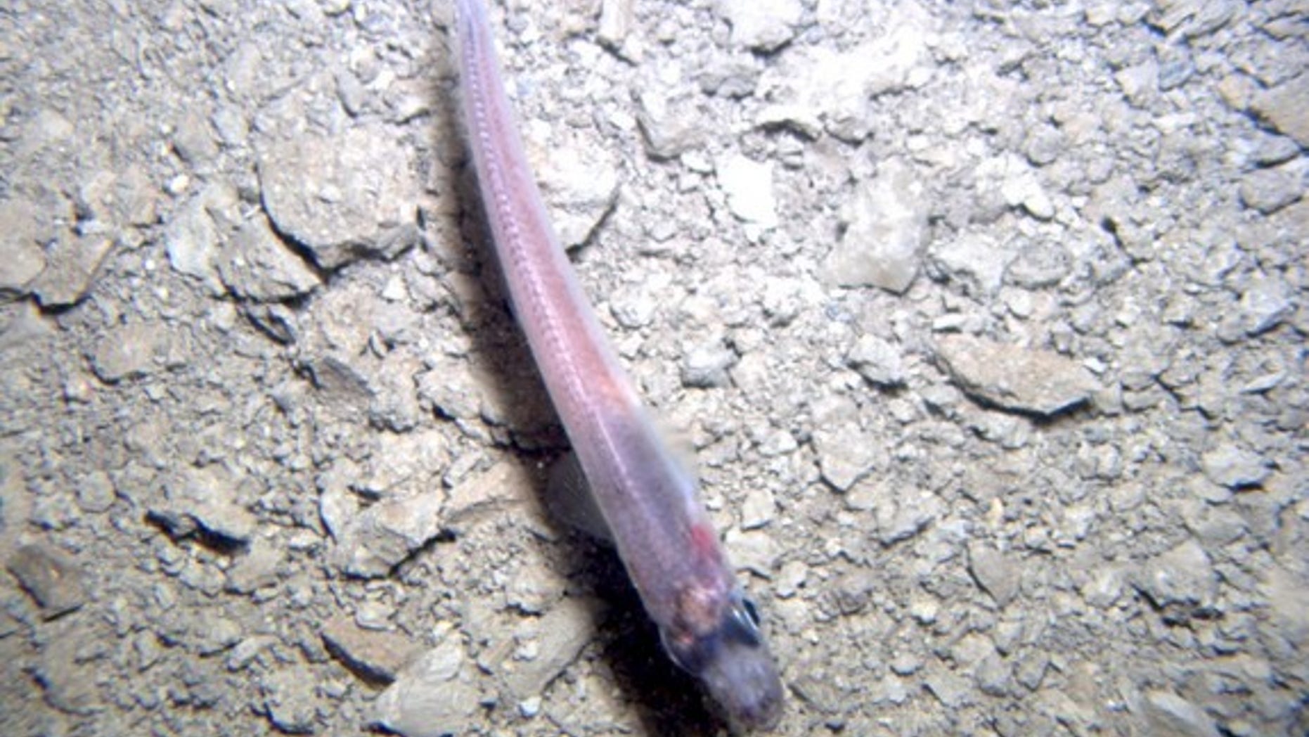 A fish seen at the Ross Ice Shelf grounding zone beneath nearly 2,500 feet (740 meters) of ice.