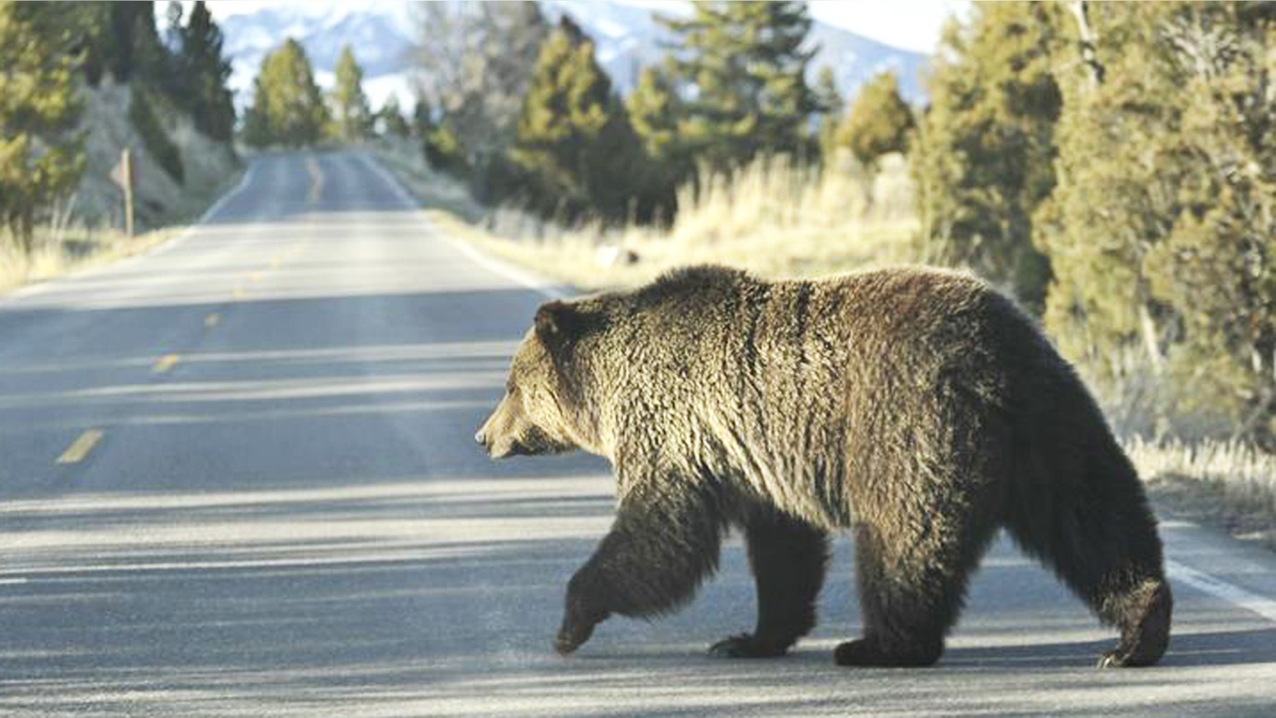 Wildlife managers have euthanized 24 grizzly bears in the Greater Yellowstone area this year, a five year record.