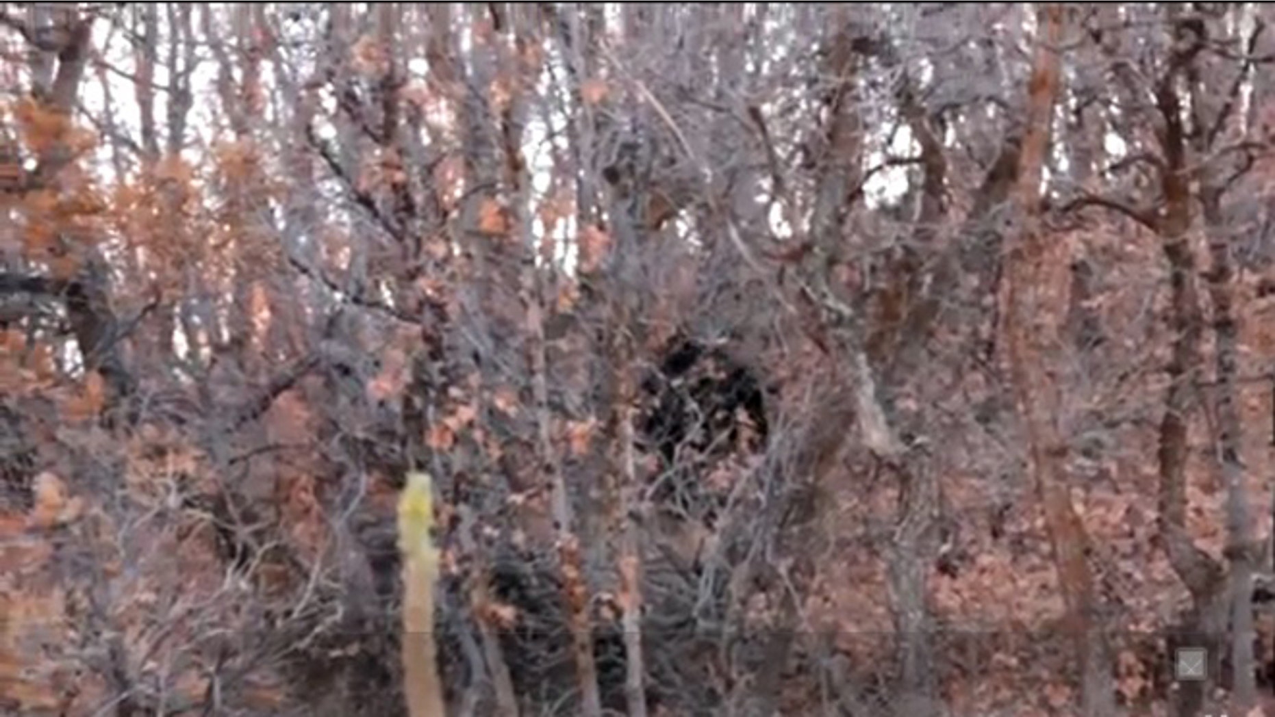 Oct. 30, 2012: A Utah resident filmed this video that he says depicts a Bigfoot encounter. "On our way up, we thought we saw a bear, until the monster stood up and looked right at us," he wrote on YouTube.