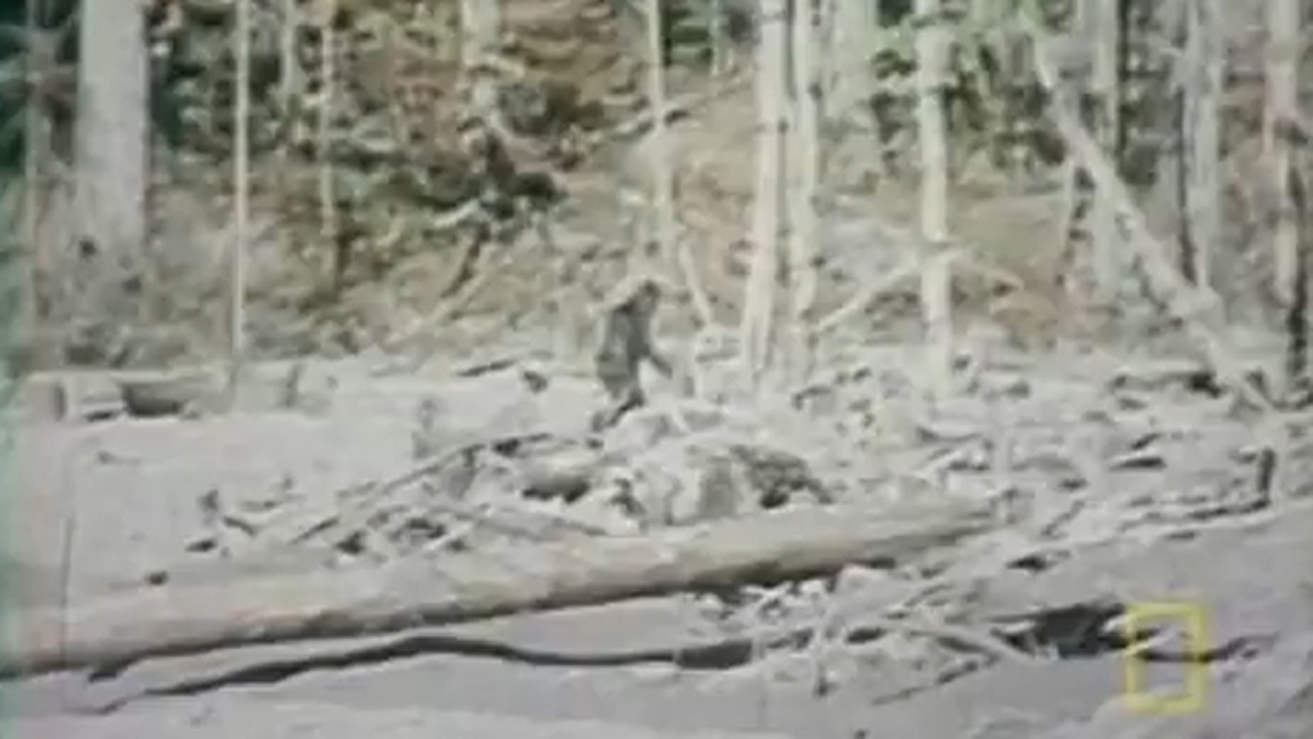 Bigfoot Reportedly Spotted In North Carolina Forest Fox News 6888