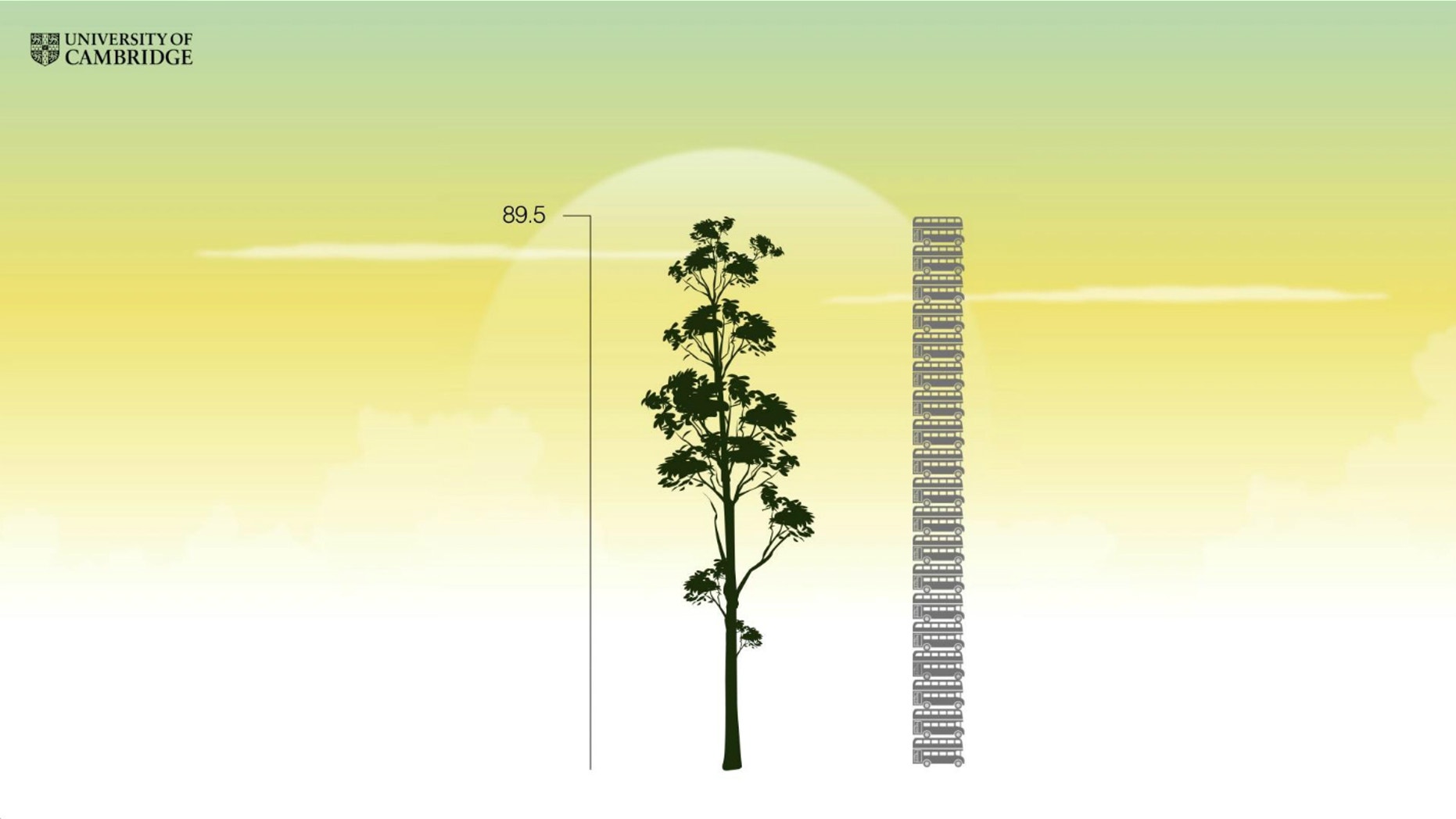 A yellow meranti tree found in Malaysia is estimated to stand as tall as 20 double-decker buses stacked on top of one another, as visualized in this scene from a University of Cambridge animation.