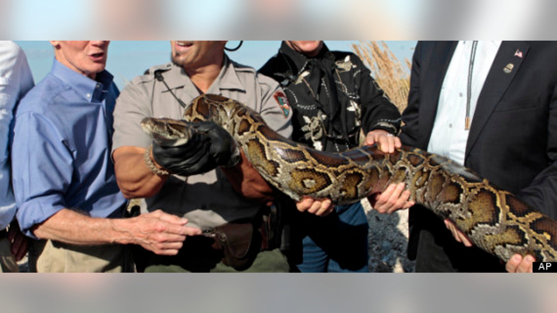 Jan. 17, 2012: Secretary of Interior Ken Salazar, right, Ron Bergeron, second from left, of the Fish and Wildlife Service, National Park Service Supervisor Ranger Al Mercado, second from left, and Sen. Bill Nelson, D-Fla., left,hold a 13-foot python in the Everglades, Fla. (AP Photo/Alan Diaz)