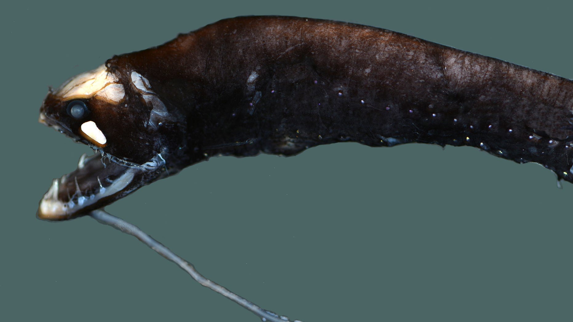 This barbeled dragonfish is a small bioluminescent deep-sea fish with a long protrusion attached to its chin — a barbel — tipped with a light-producing organ called a photophore. It also has large photophores on its body