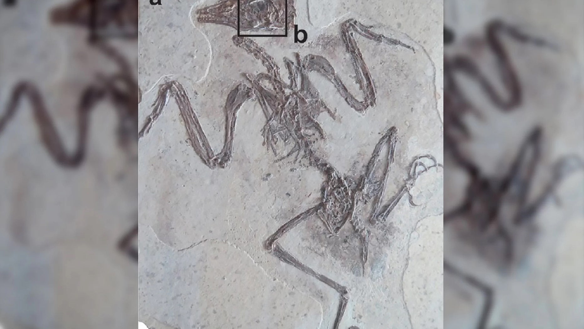 The fossil of an ancient bird discovered in Liaoning, China: The black box shows where the bird's well-preserved, fossilized eye tissues are located. Credit: Tanaka G. et al./Heliyon