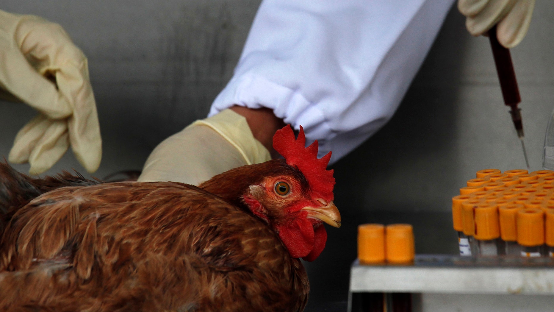 Officials from the Centre for Food Safety get a blood sample from a chicken imported from mainland China at a border checkpoint in Hong Kong April 11, 2013.