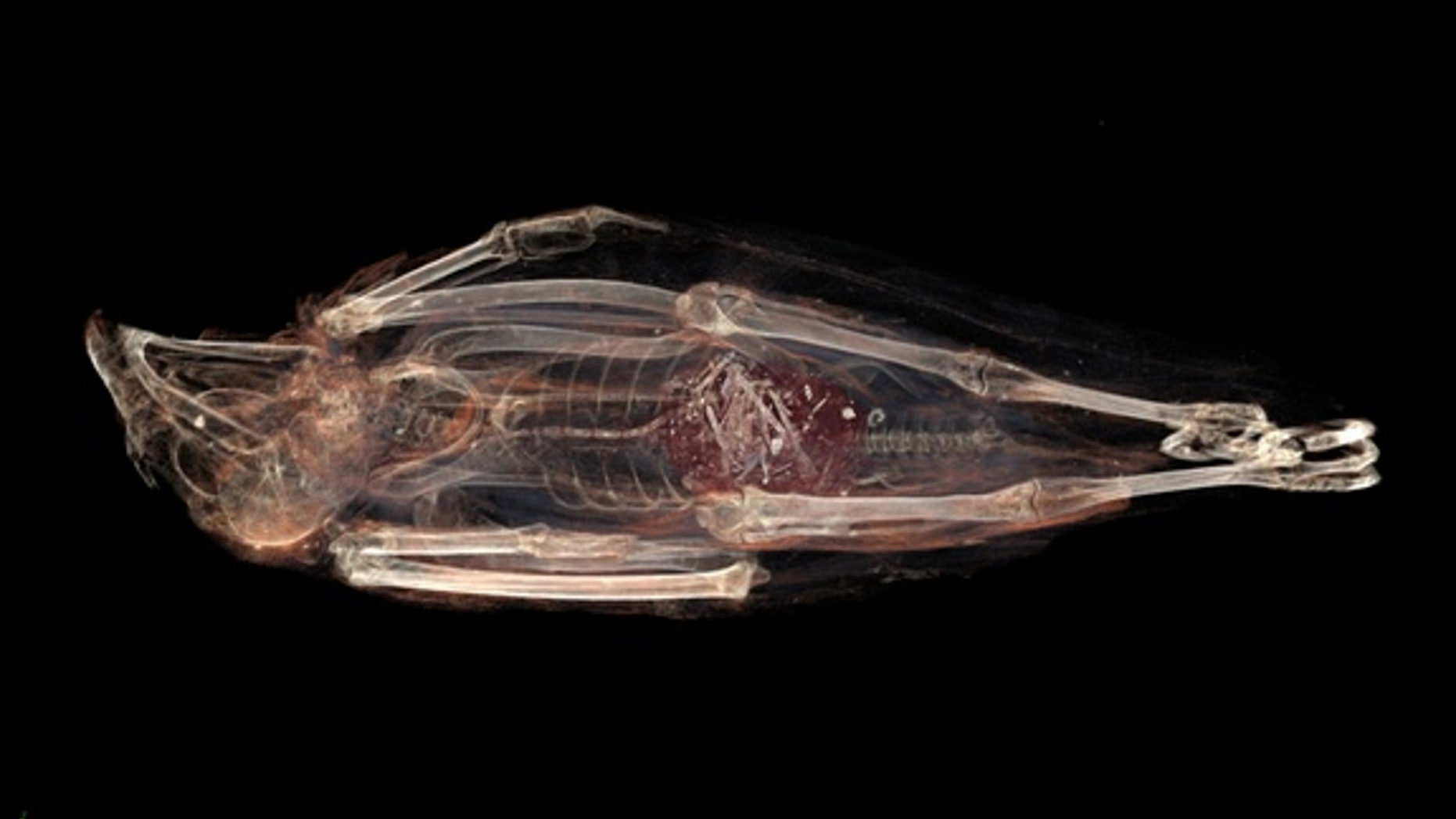 The mummified kestrel's stomach contained a mass of half-digested animal parts.