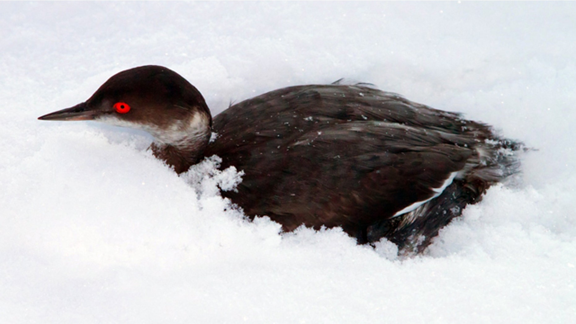 Dec. 13, 2011: In this photo provided by Utah Division of Wildlife Services, a surviving grebe huddles in the snow after thousands of the birds crash landed throughout Southern Utah on Monday night.