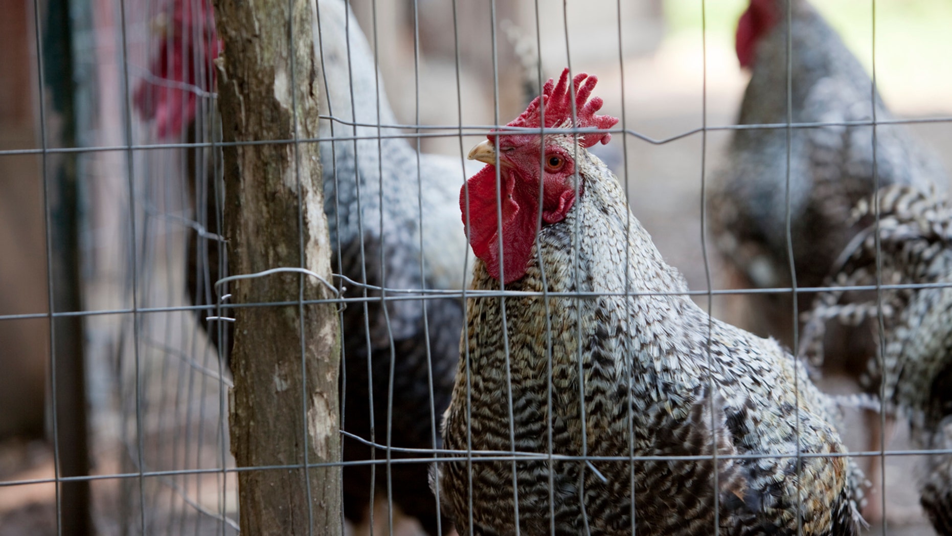 Chicken in a coop