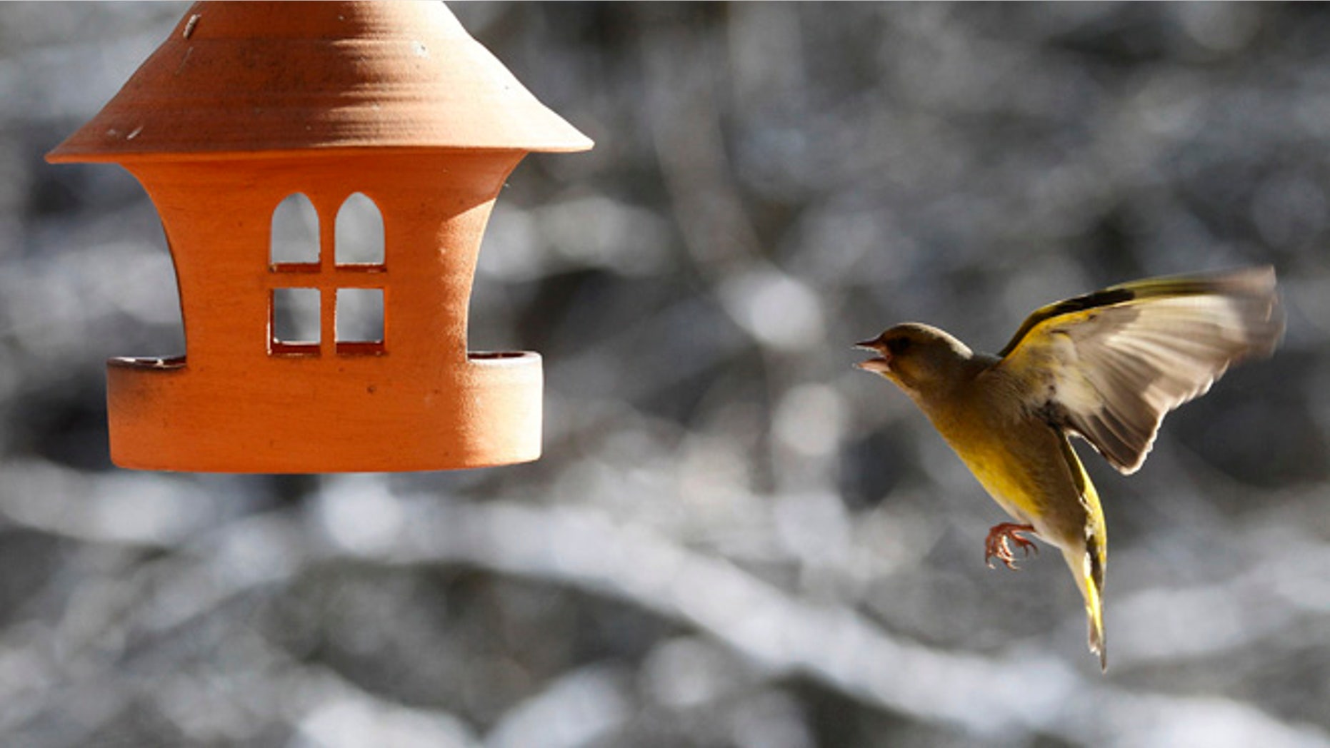 FILE 2012: A bird greenfinch flies to the bird house