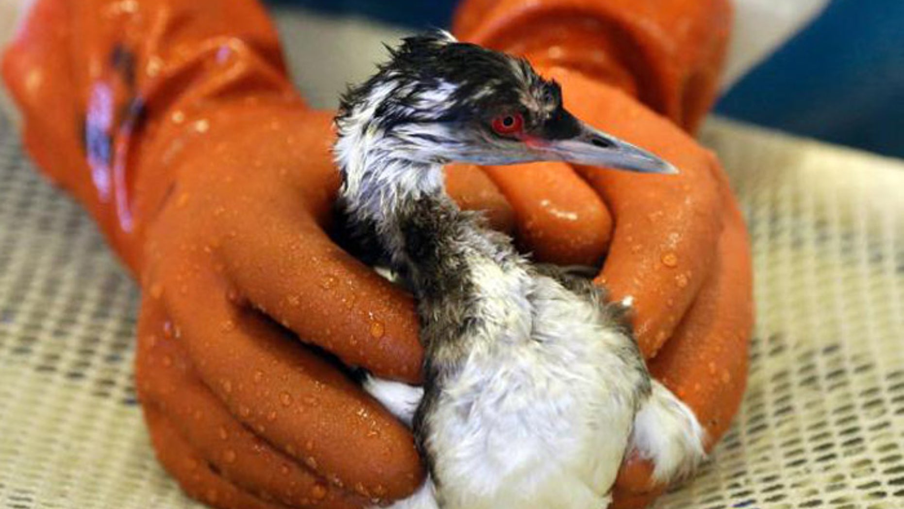 Conservation officials aren't sure what the gunk that is killing birds in the San Francsico Bay is. (AP)