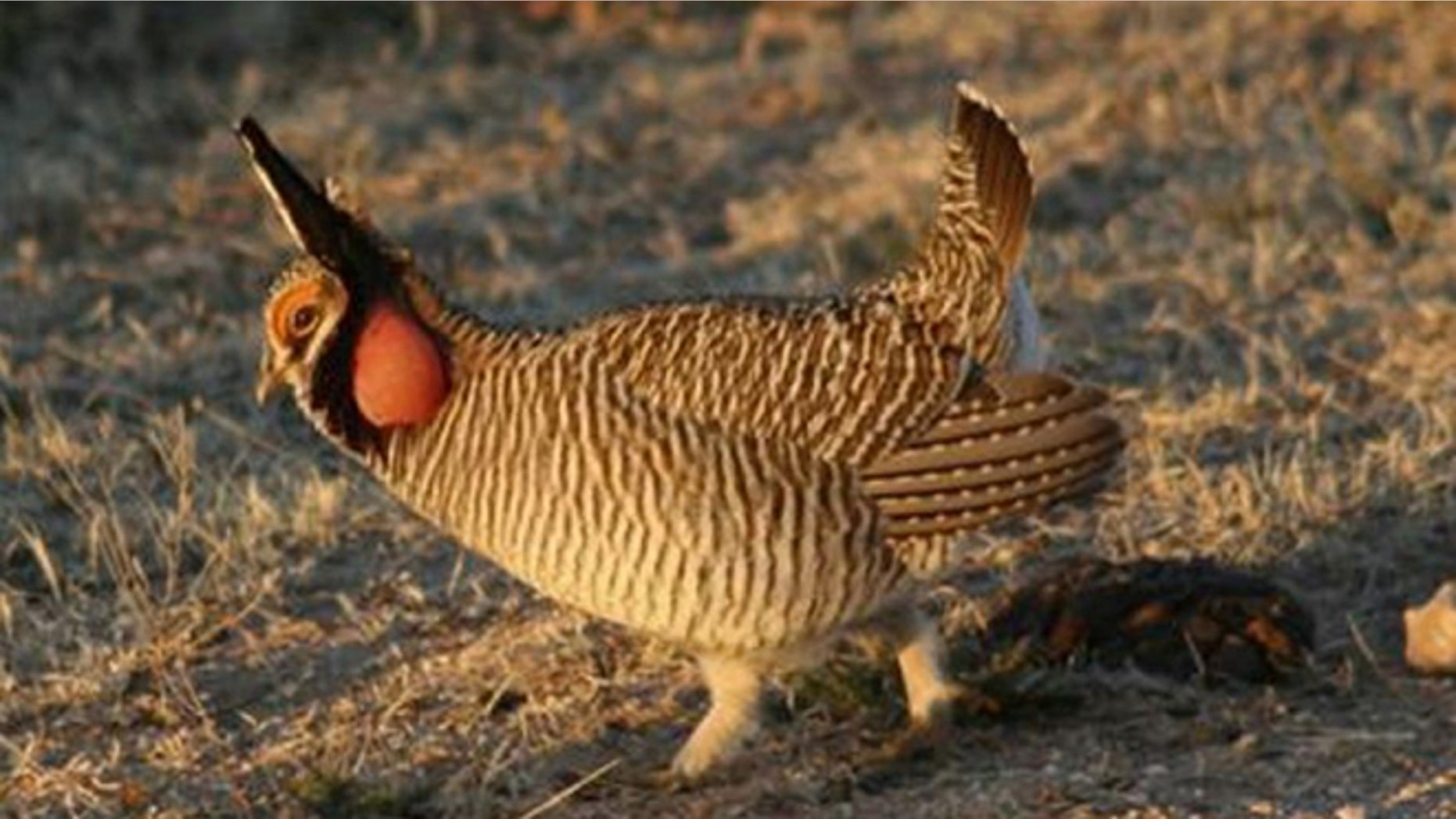 A lesser prairie-chicken is seen in this undated handout photo from the U.S. Fish and Wildlife Service. (Reuters/USFWS)