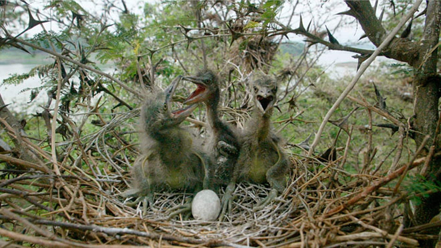 Night Heron chicks in a nest.
