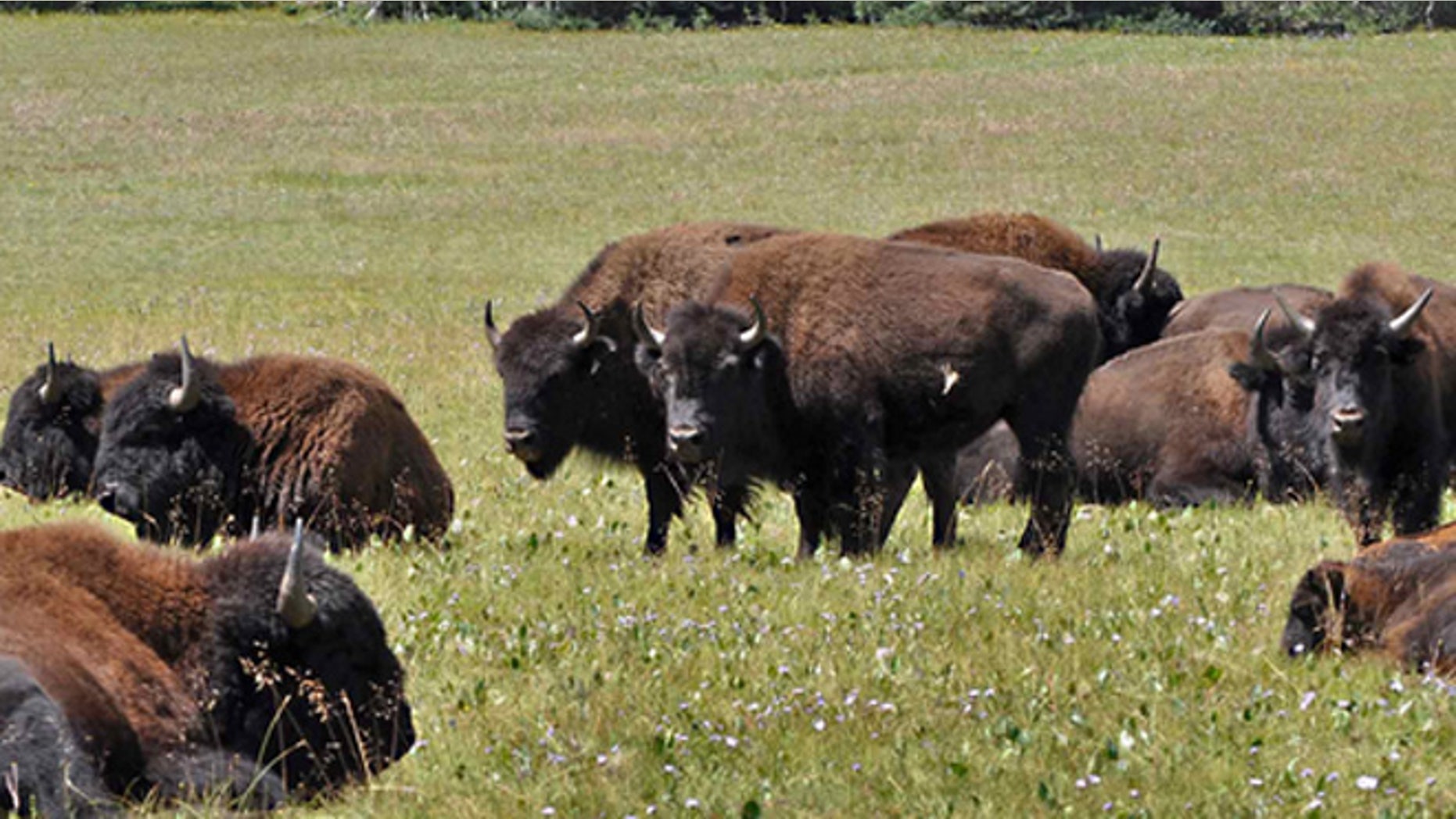 FILE: Bison seen in Arizona's Kaibab National Forest.