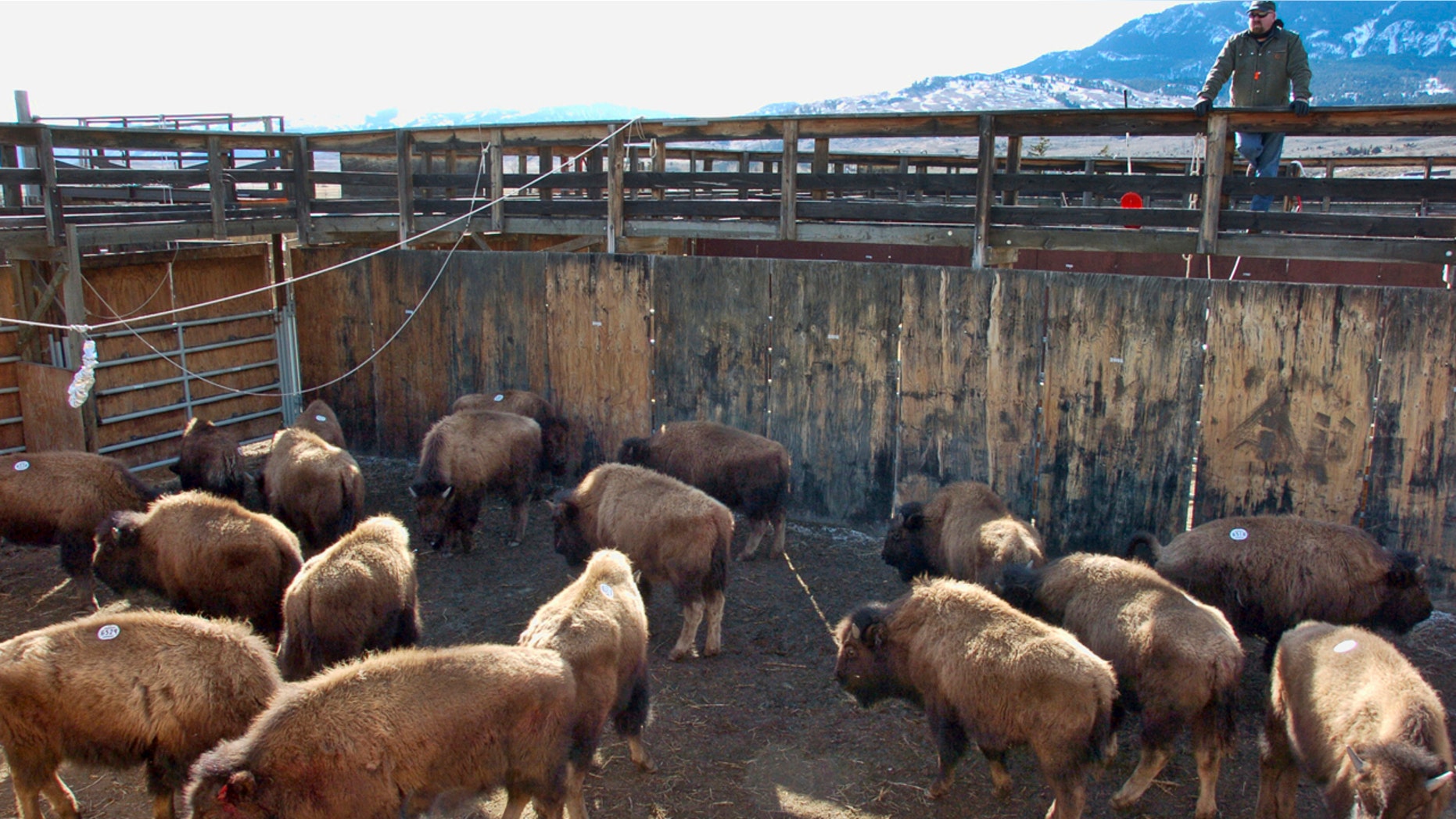 This March 9, 2016 file photo shows bison captured from Yellowstone National Park being held in a government research facility near Corwin Springs, Mont.