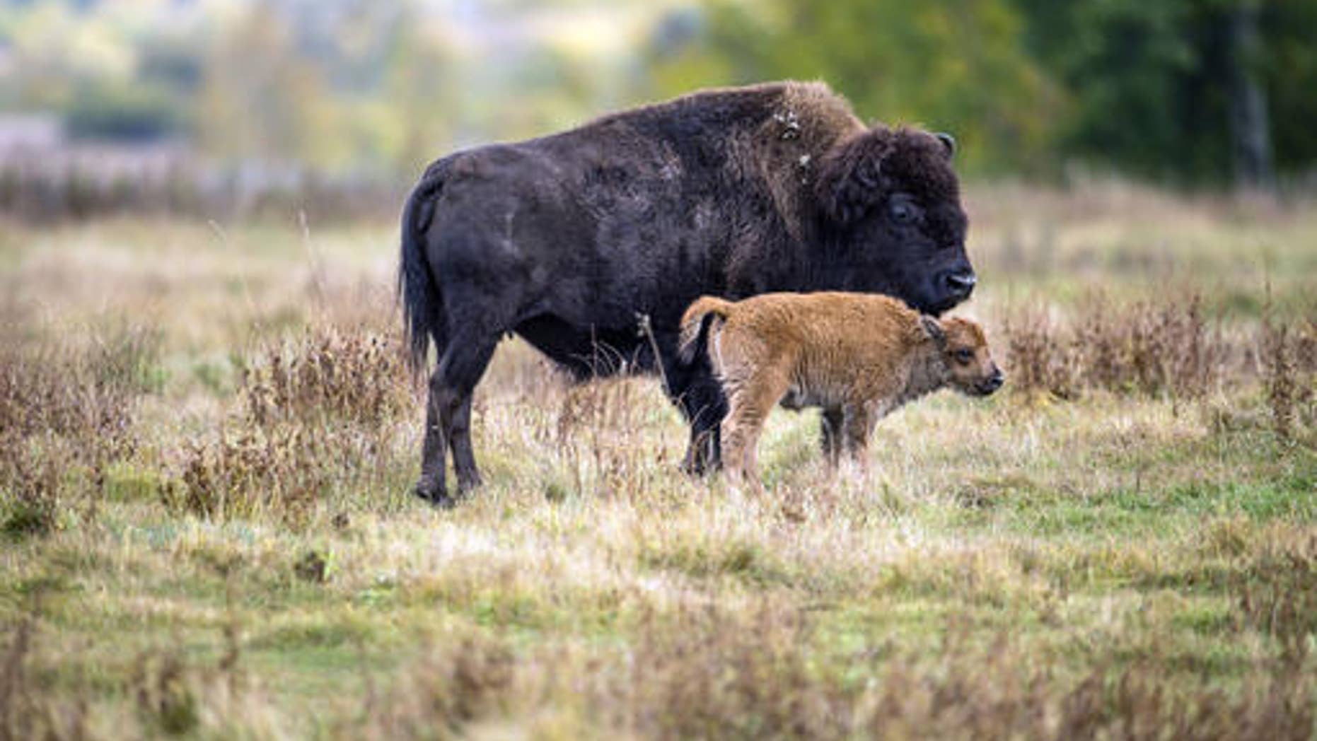 In this undated photo provided by Parks Canada, a bison and it's calf roam in a section of the Elk Island National Park, Canada. Descendants of a bison herd captured and sent to Canada more than 140 years ago will be relocated to a Montana American Indian reservation. (Parks Canada via AP)