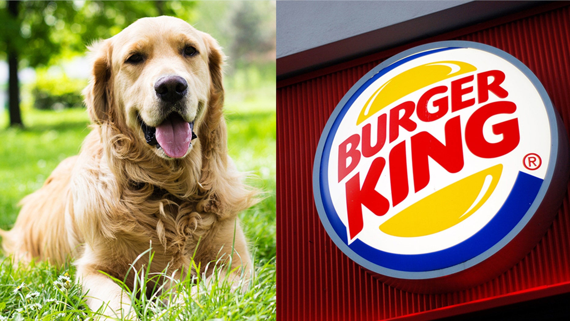 Flynn the golden retriever has a very cool new skill.