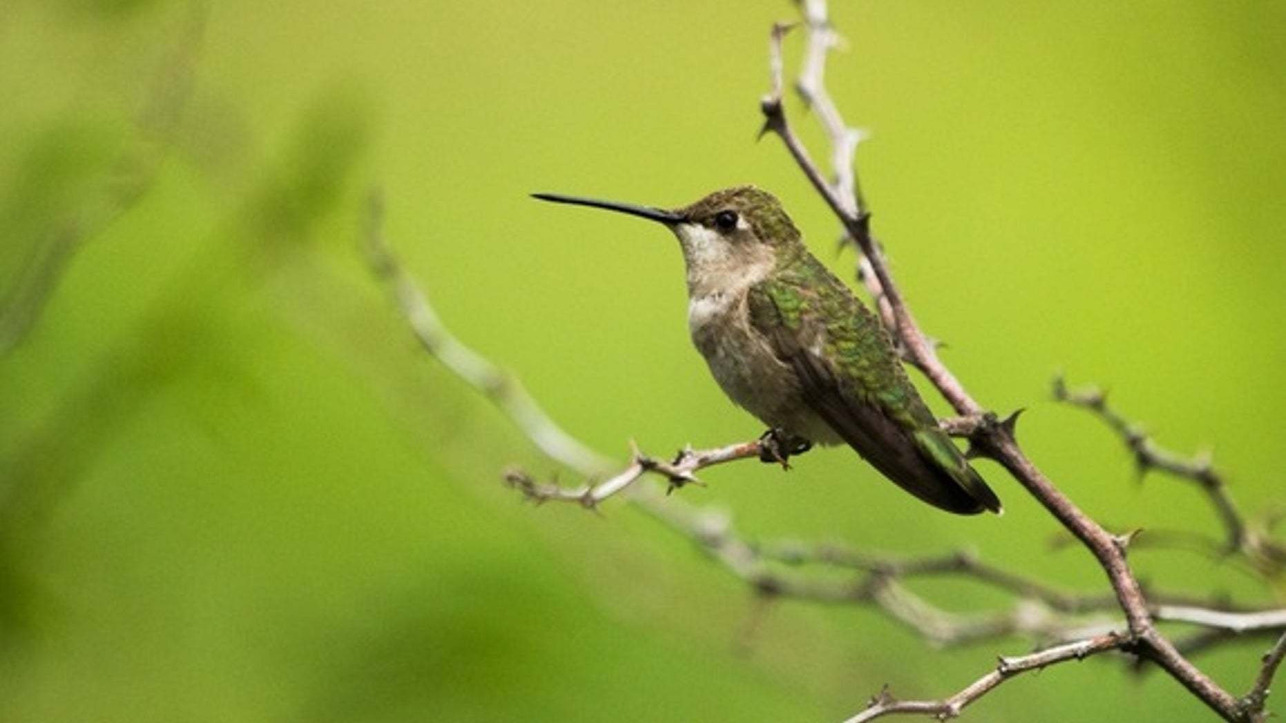 A female black-chinned hummingbird (<em>Archilochus alexandri</em>) perches on a twig.