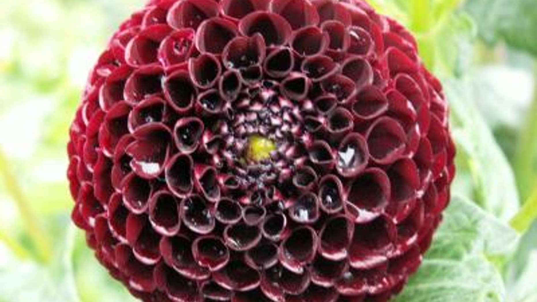 Dahlia variabilis hort. is a popular garden flower. Continuous dahlia breeding worldwide has led to the availability of a huge number of cultivars — 20,000 varieties — many of them showing red hues. However, black hues of dahlia flowers occur r