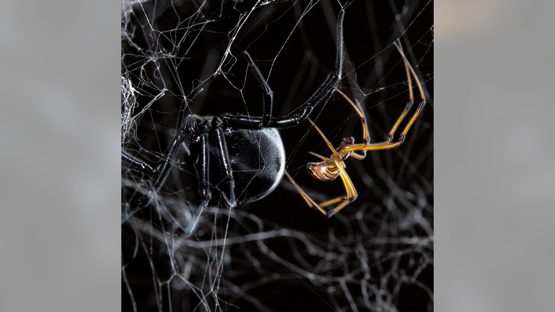 A black widow female dwarfs her male counterpart. Male black widows can 'twerk,' as seen in new video of the spiders' mating dance.