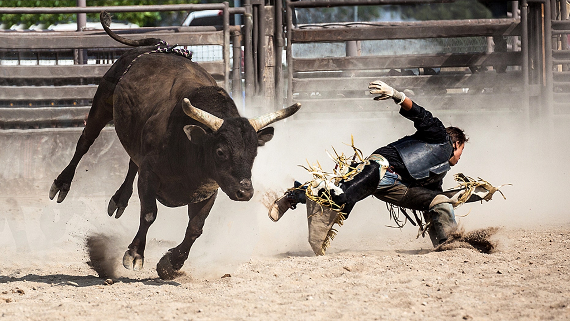 A "Rodeo Bull" (not pictured) ran amok in Oklahoma City.