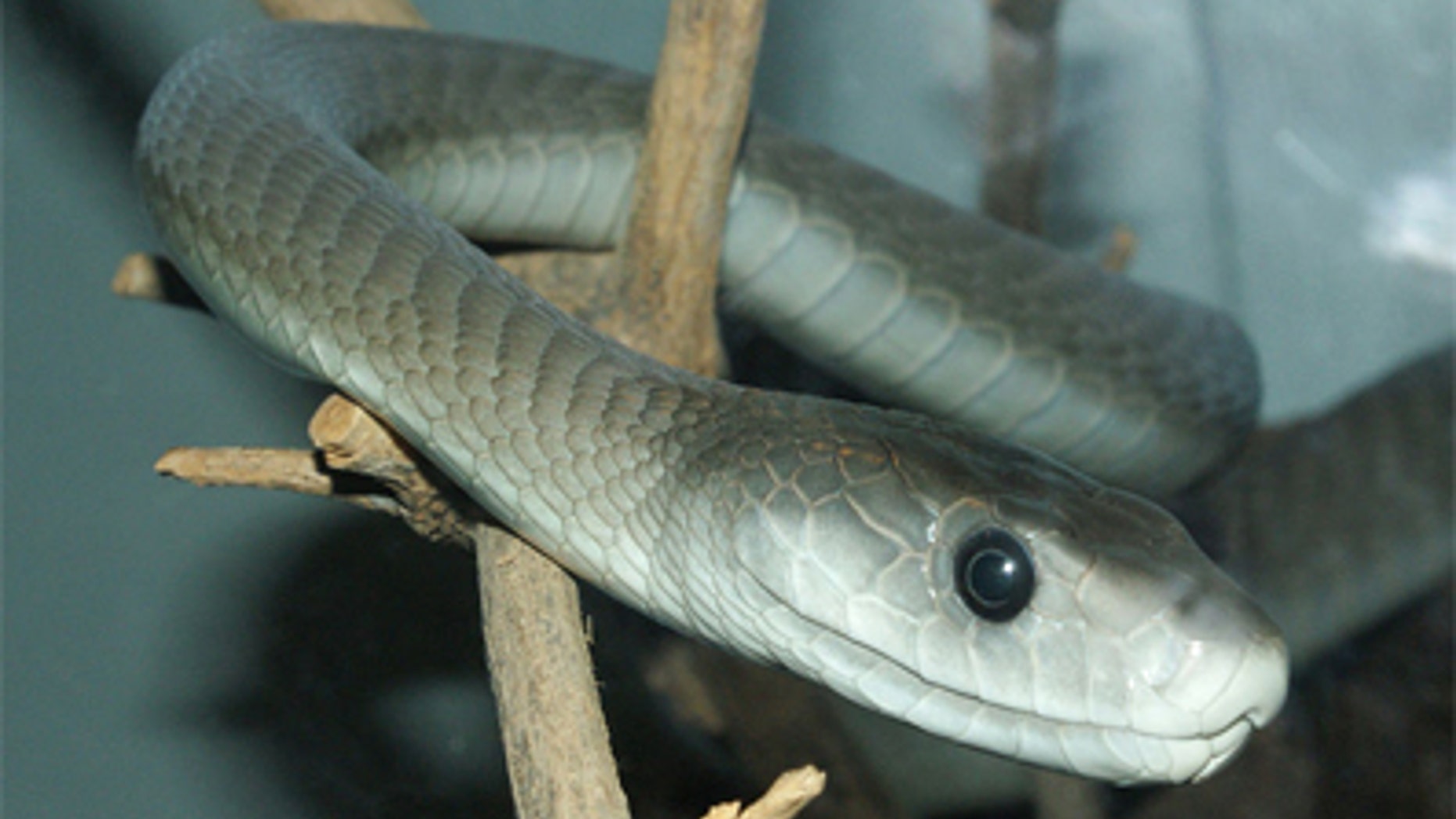 African black mamba