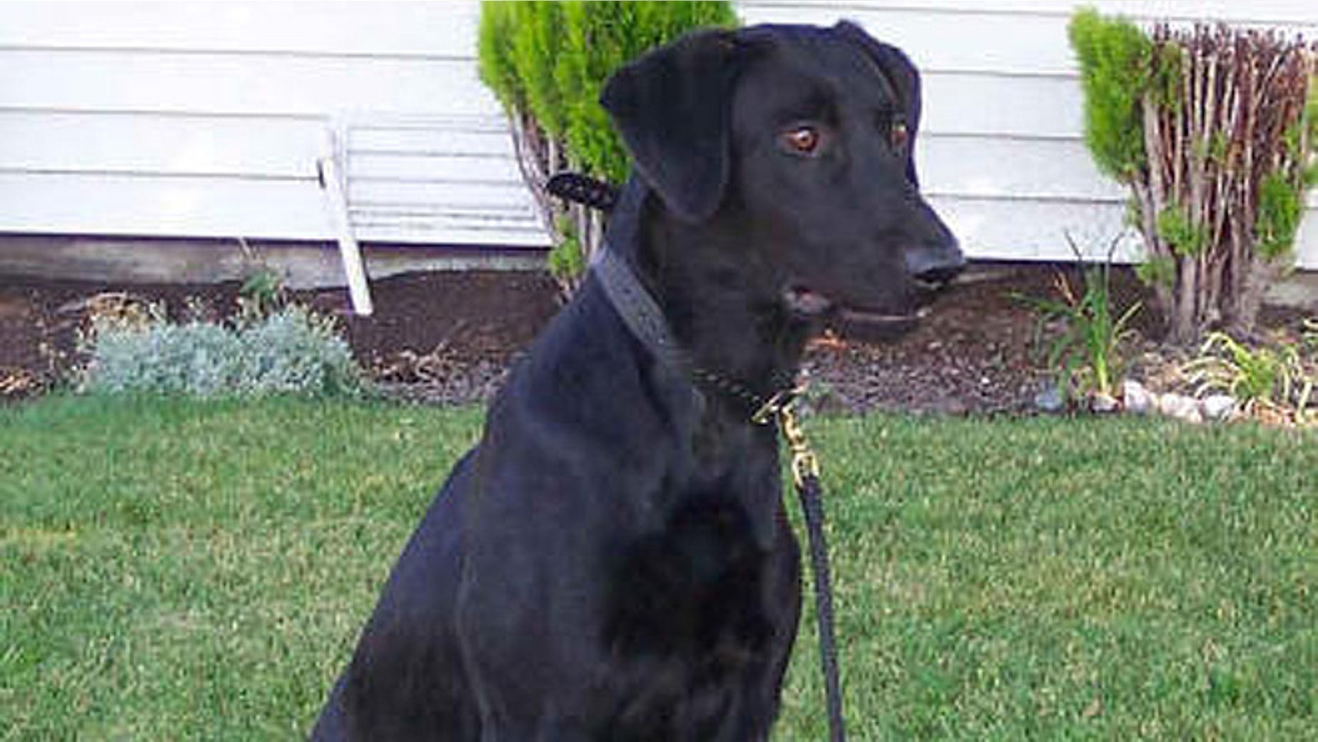 One of the dogs, a 1-year-old black Labrador retriever seen here who was the officer's personal pet, reportedly died in a veterinary hospital the next day. (Richmond Police Department)
