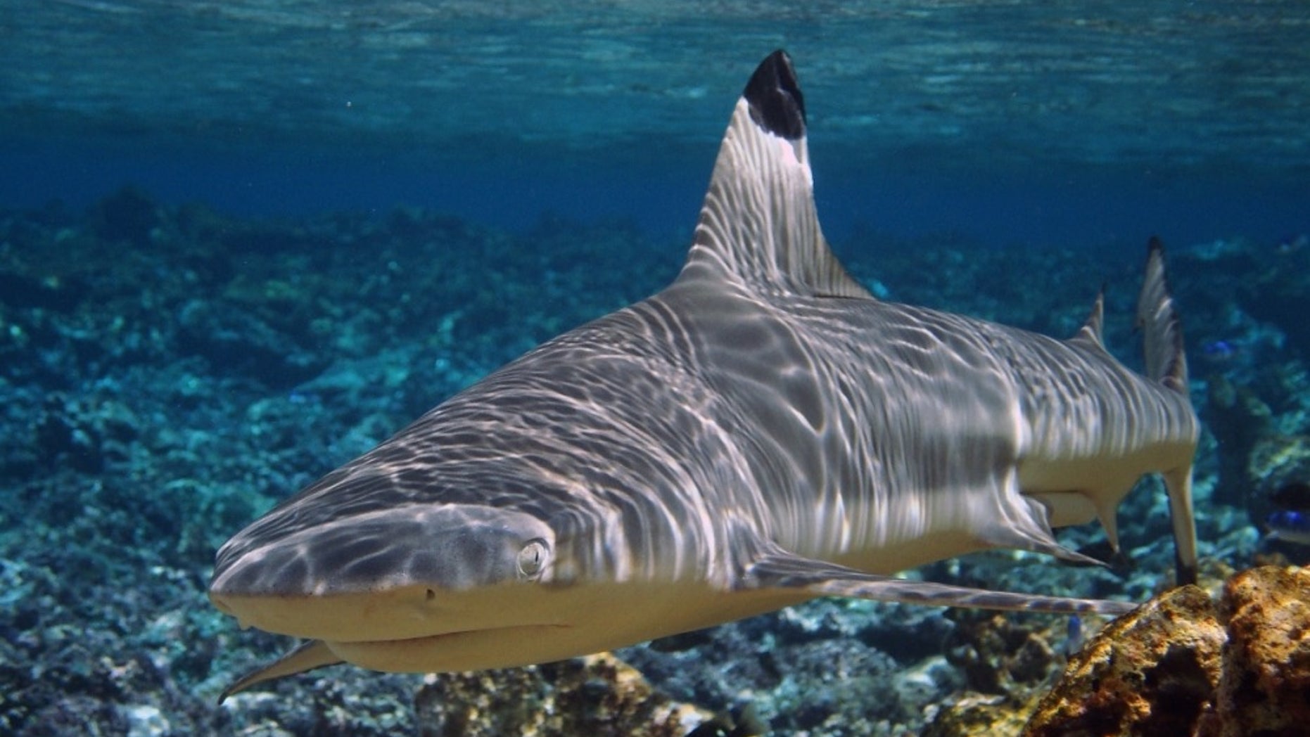 Blacktip reef sharks (shown here) are common in the lagoons of the Palmyra Atoll in the Pacific Ocean.
