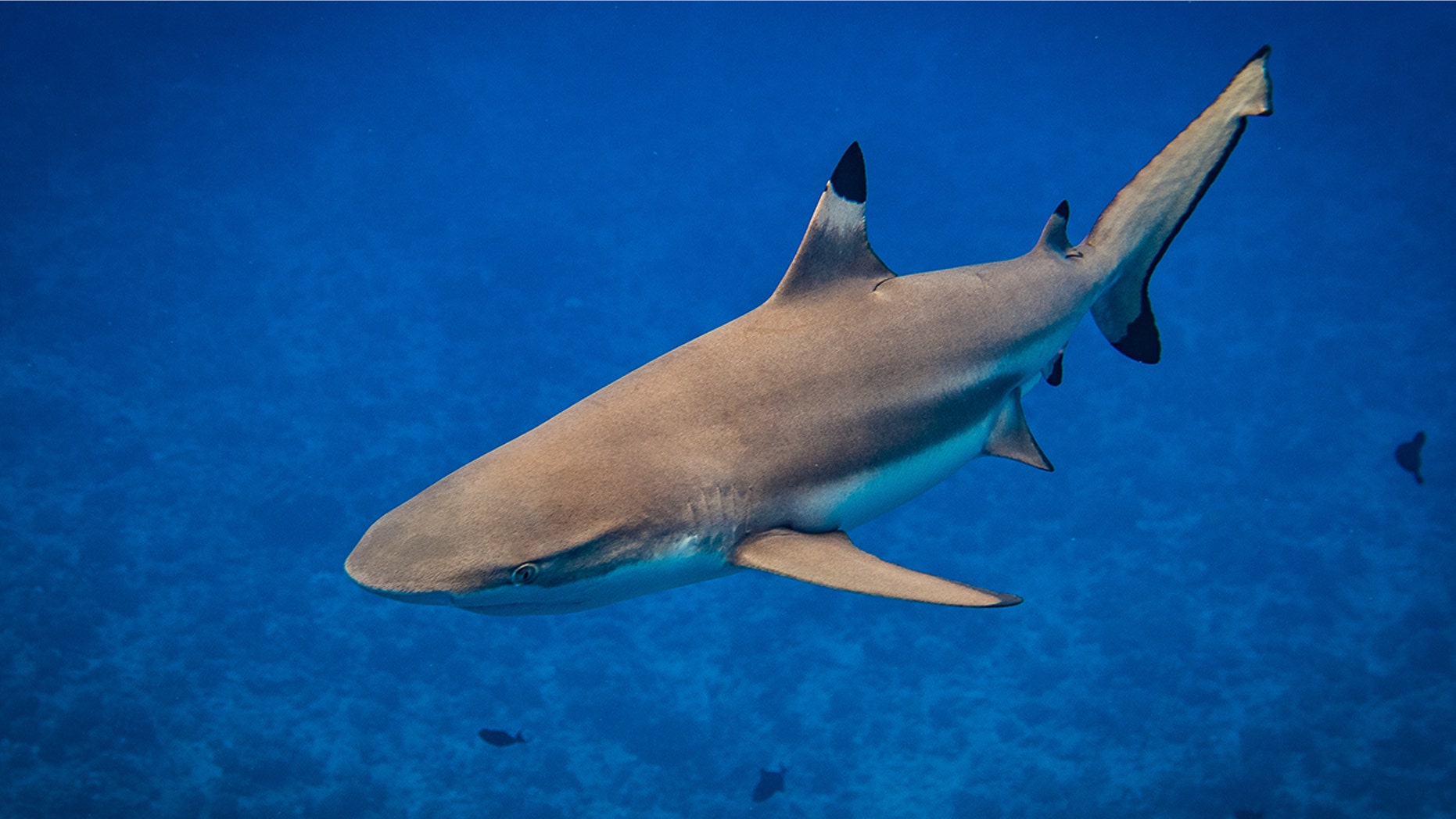 A blacktip shark.