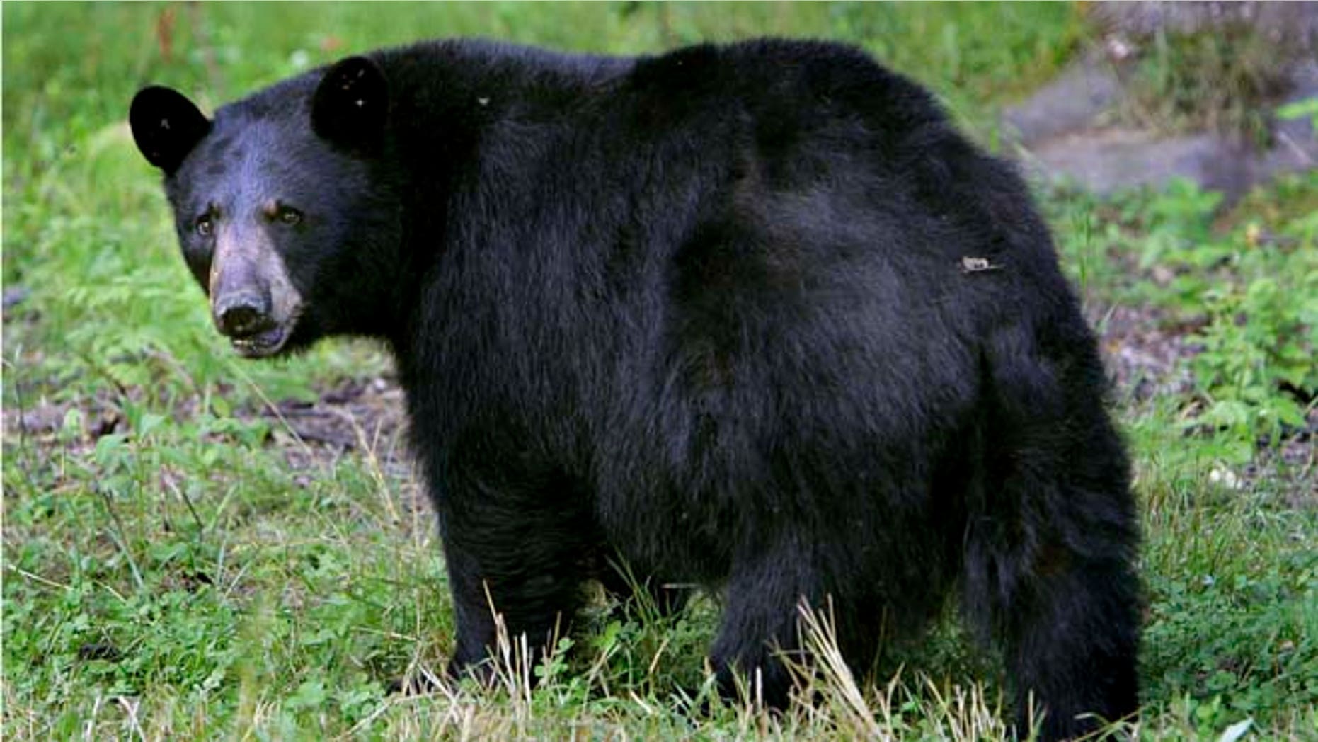 FILE: A black bear seen in Lyme, N.H.