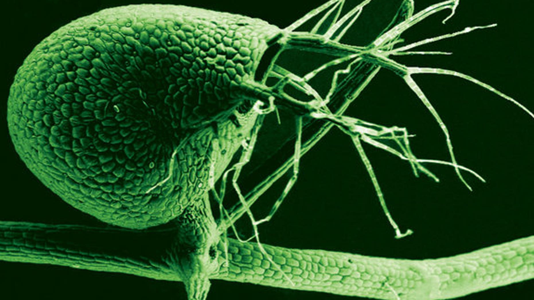 The humped bladderwort plant (shown here in a scanning electron micrograph) is a voracious carnivore, with its tiny bladders leveraging vacuum pressure to suck in bitty prey at great speed.