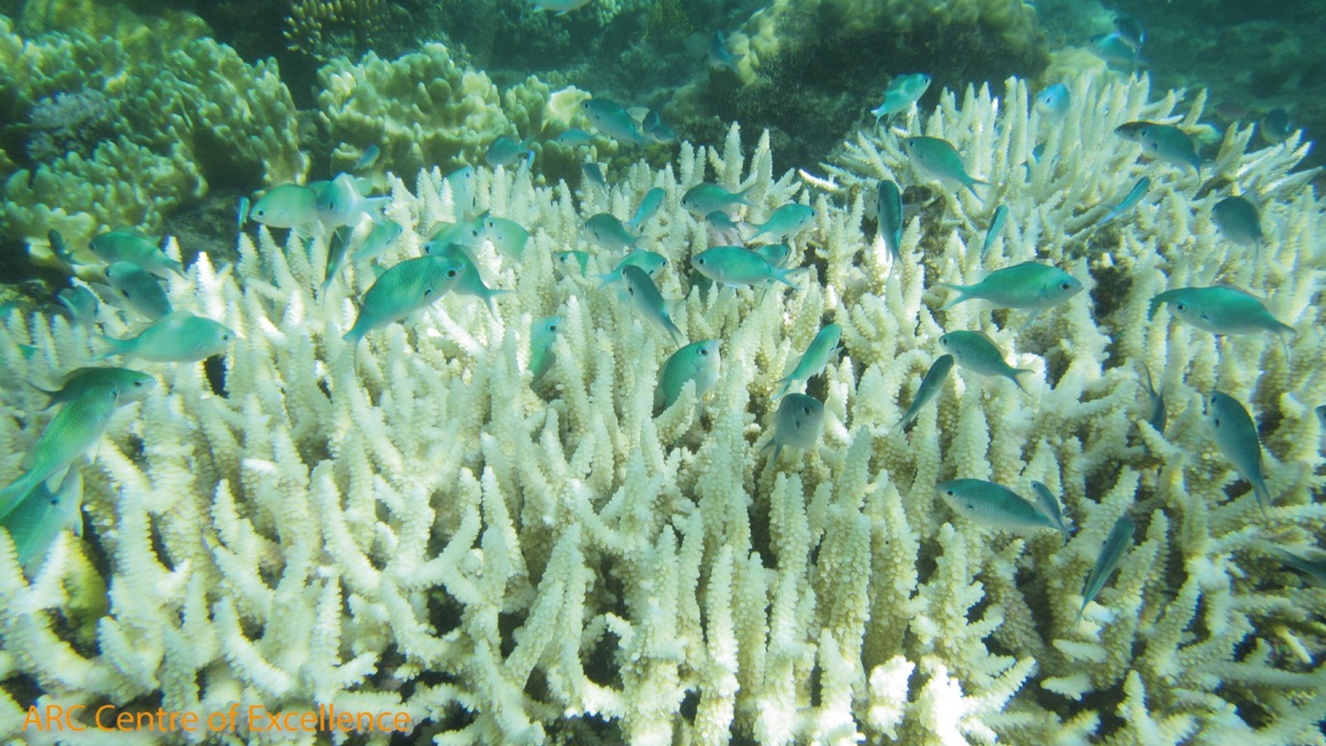 Bleached staghorn with damselfish. (Jodie Rummer)