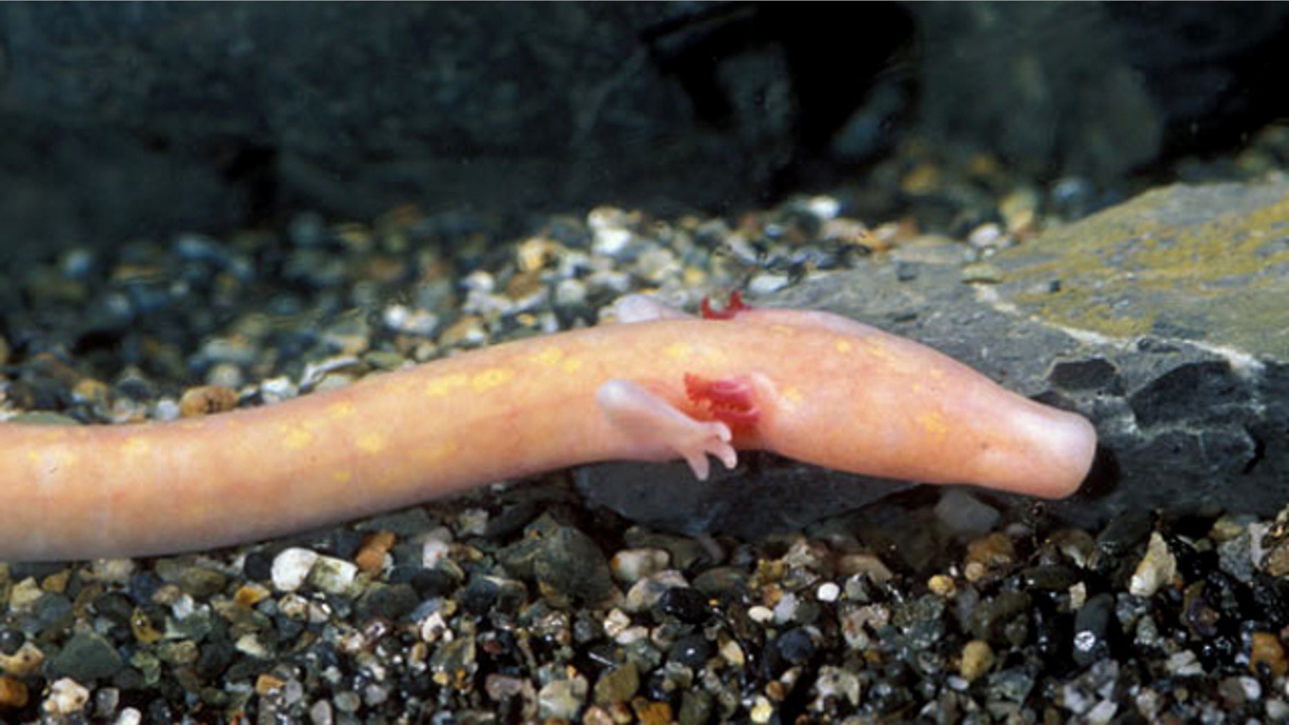 Shaped by millions of years living in darkness, the blind salamander is equipped with poorly developed eyes and three external gills on each side of its head. Its skin shows barely any trace of pigment; and juveniles sometimes show a faded spotting.