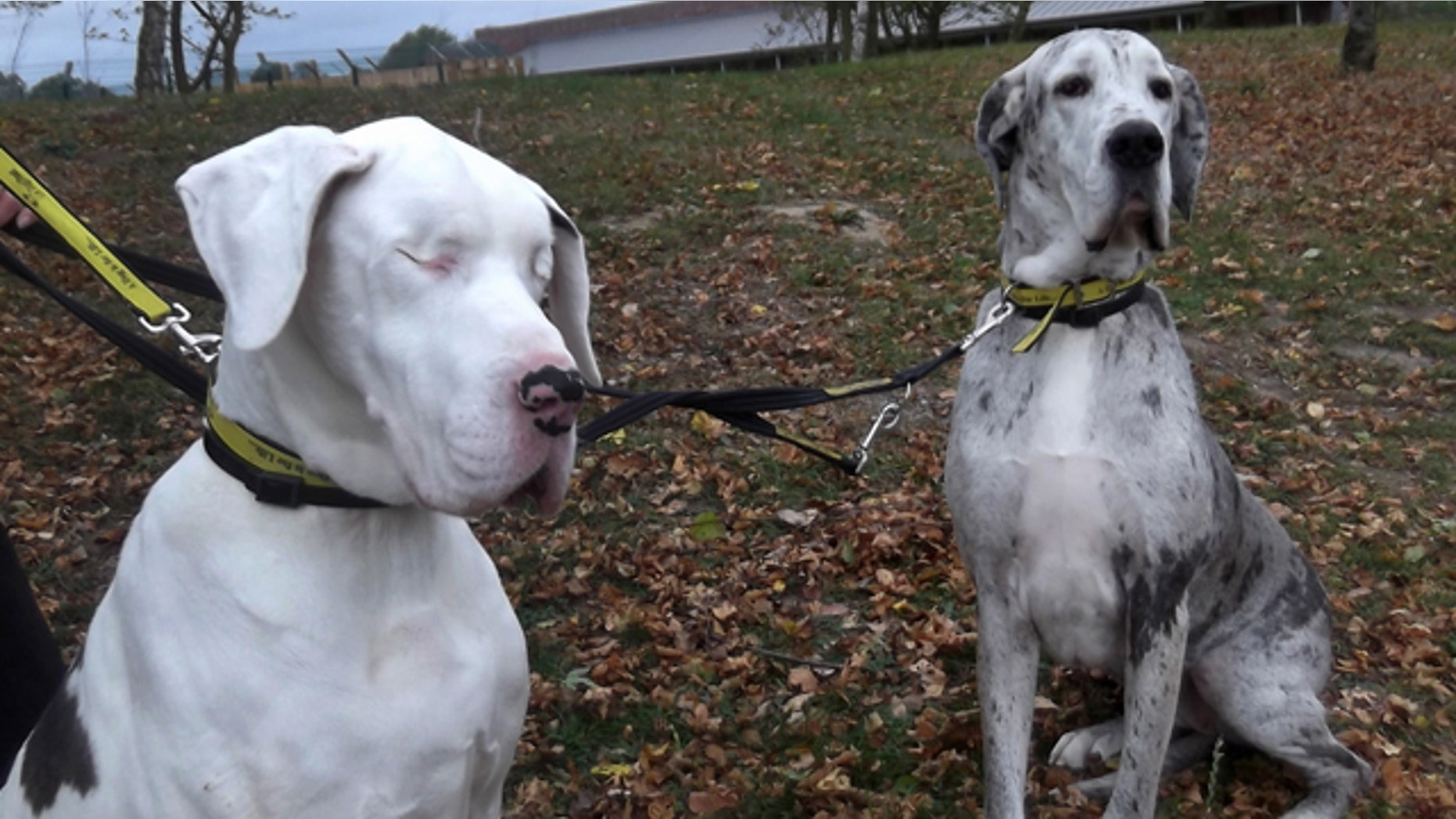 Oct. 24, 2011: This undated photo made available by Dogs Trust, UK shows Lily the Great Dane, left, and Maddison, her best friend and guide dog at the Shrewsbury Dogs Trust care, in Telford, England.