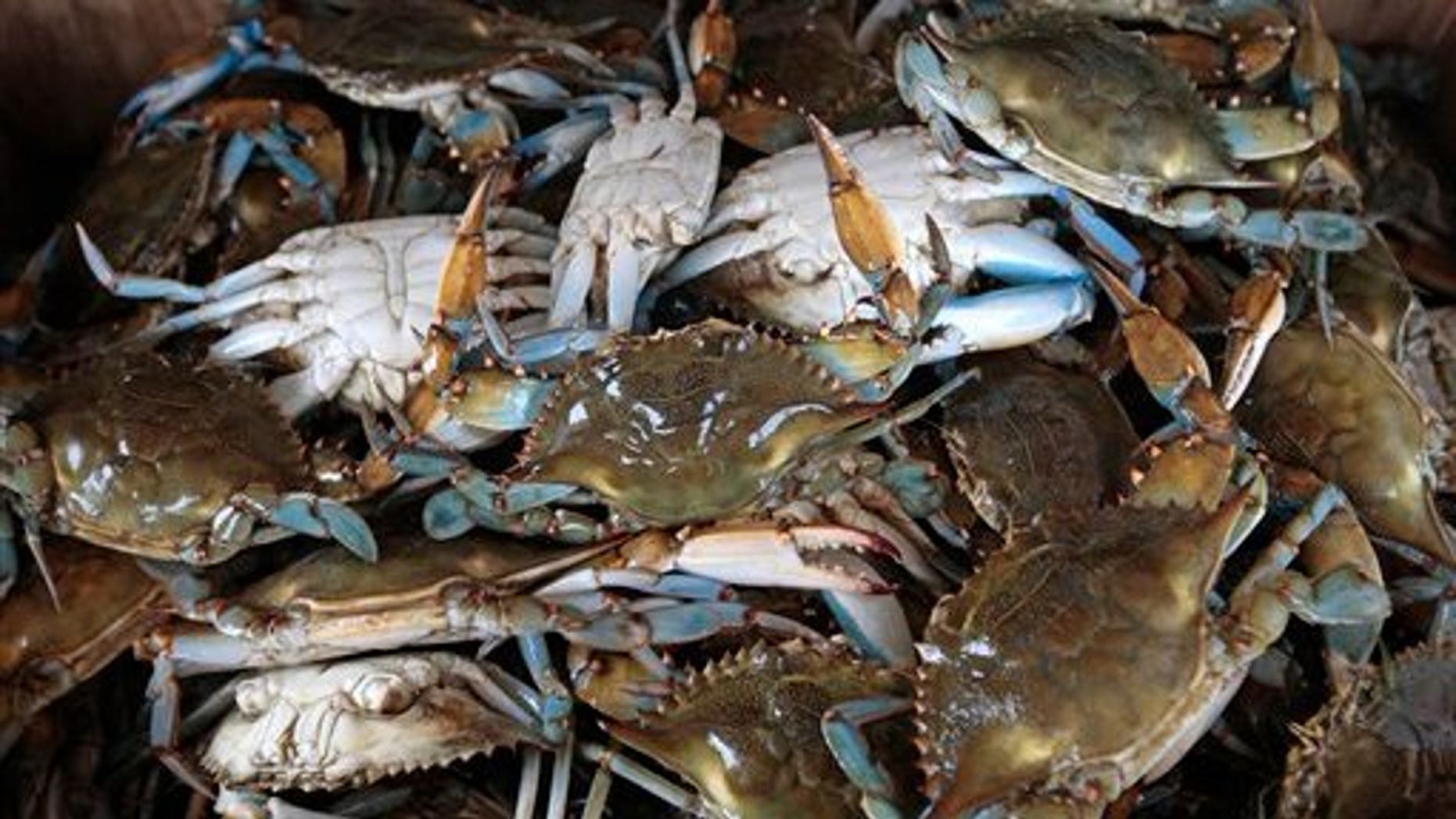 July 15: Freshly sorted blue crabs sit in a box in Hopedale, La. Researchers wondering how badly the Gulf of Mexico will suffer from the oil spill are paying close attention to the blue crab. (AP)