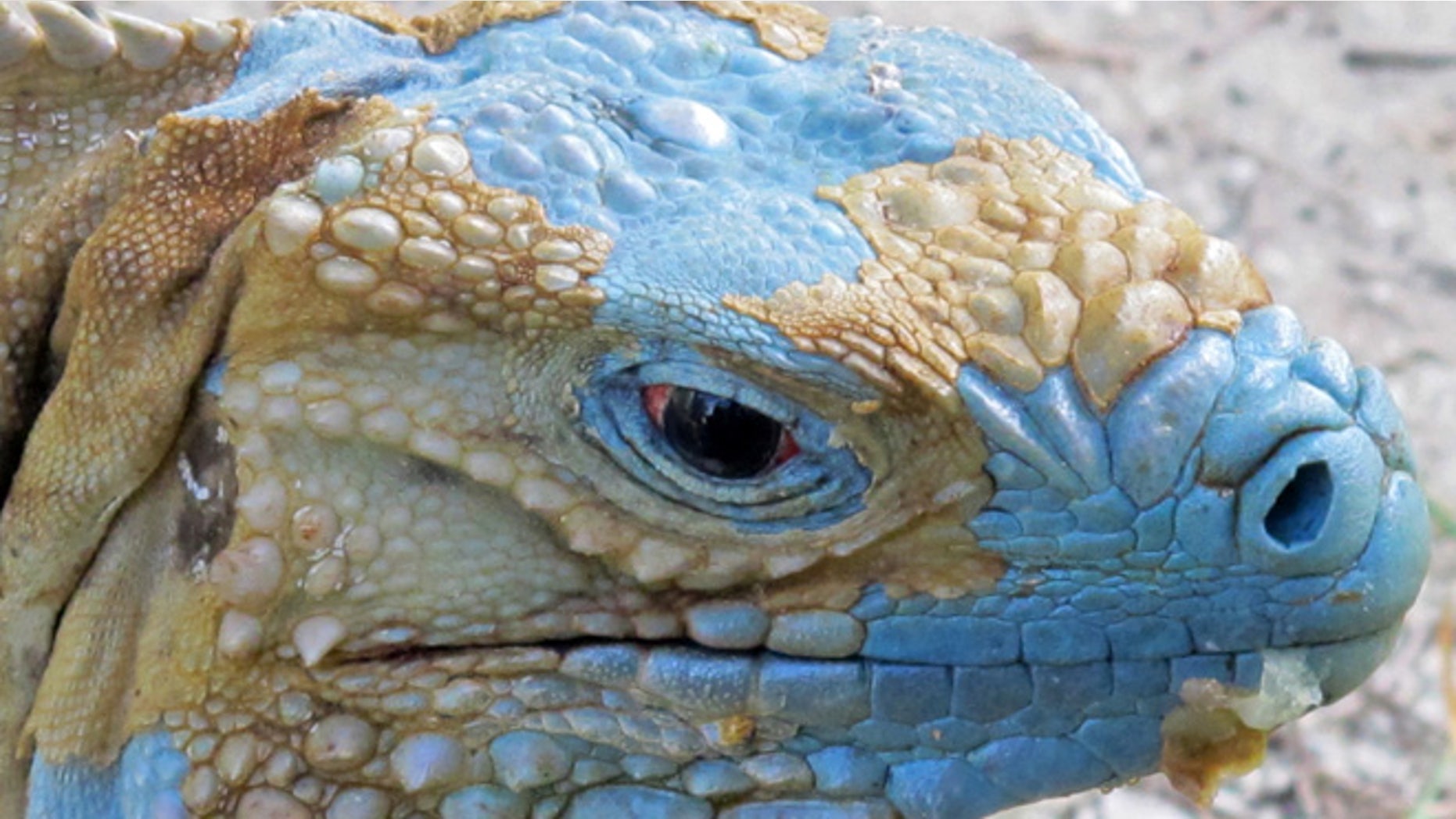 An adult Grand Cayman Blue Iguana nicknamed "Biter" is shown shedding its dead skin at the Queen Elizabeth II Botanic Park on the island of Grand Cayman. Roughly 700 blue iguanas breed and roam free in protected woodlands on the eastern side of Grand Cayman in the western Caribbean that is the only place where the critically endangered animals are found in the wild.