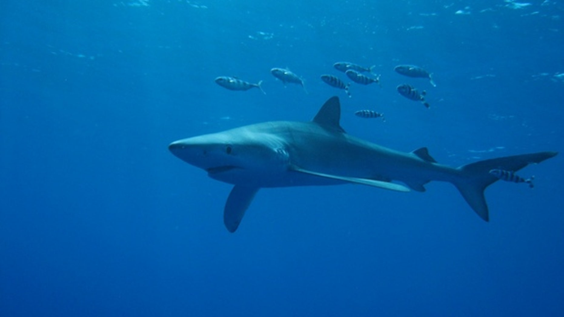 Blue sharks swimming off the Azores, an island chain in the North Atlantic Ocean.