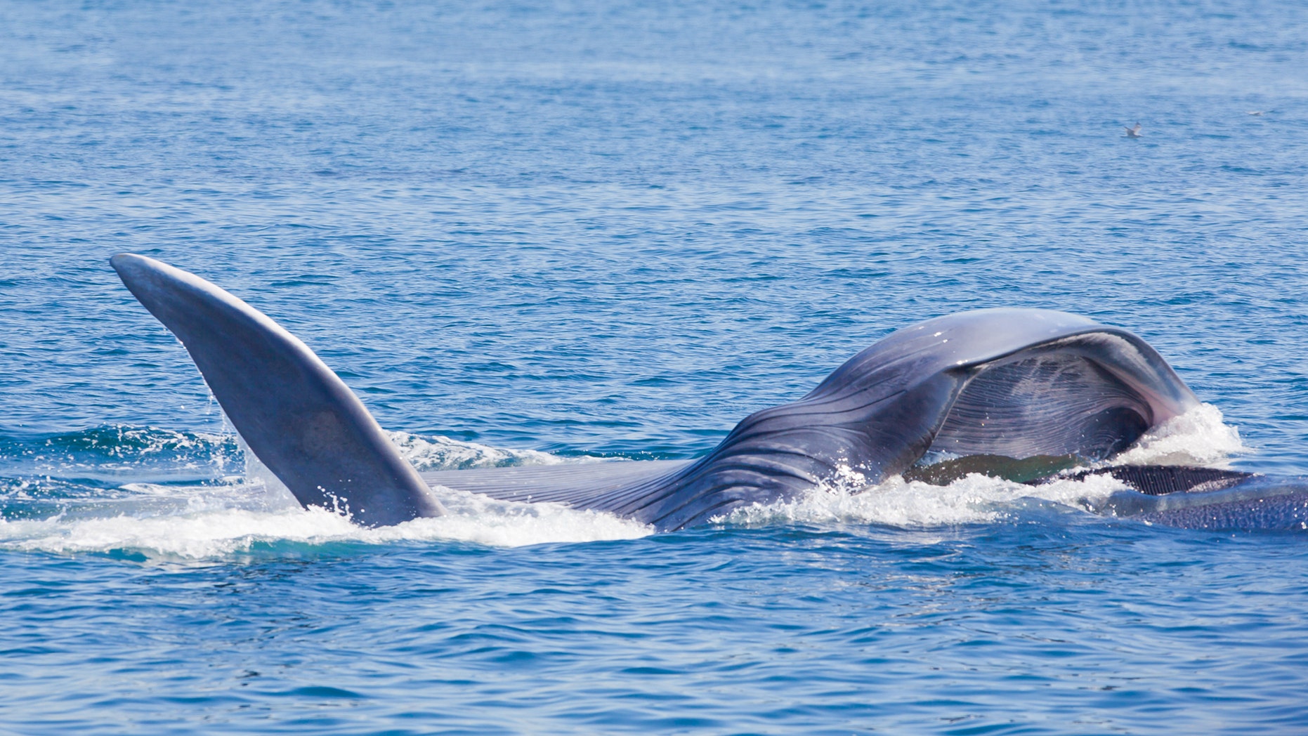 "Blue Whale Feeding in Palos Verdes, California" (LPETTET) (Credit: iStock)