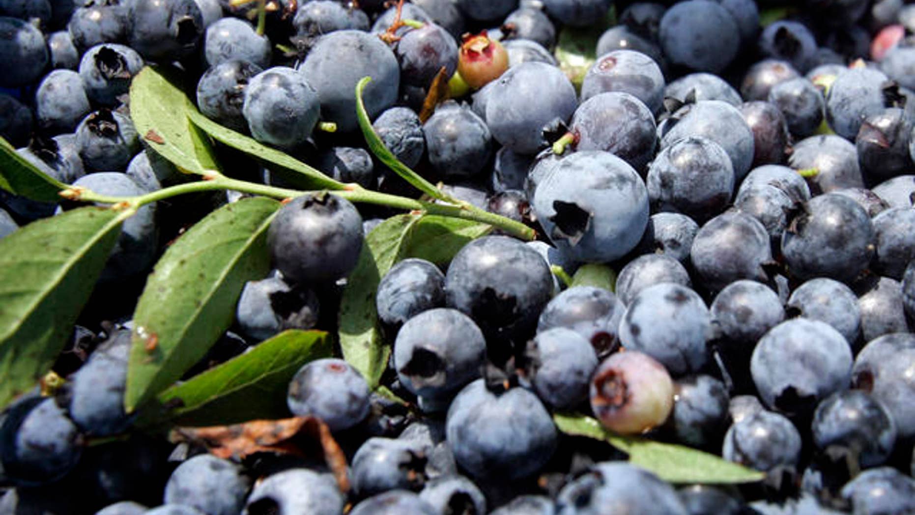 Blueberries are seen Tuesday, Aug. 7, 2007, in Union, Maine. A decade ago, about 20 percent of Maine's 60,000 acres of blueberry fields were harvested by mechanical means. Today, it's about 80 percent as growers discover that it's cheaper to replace hand pickers with more efficient machinery. (AP Photo/Robert F. Bukaty)