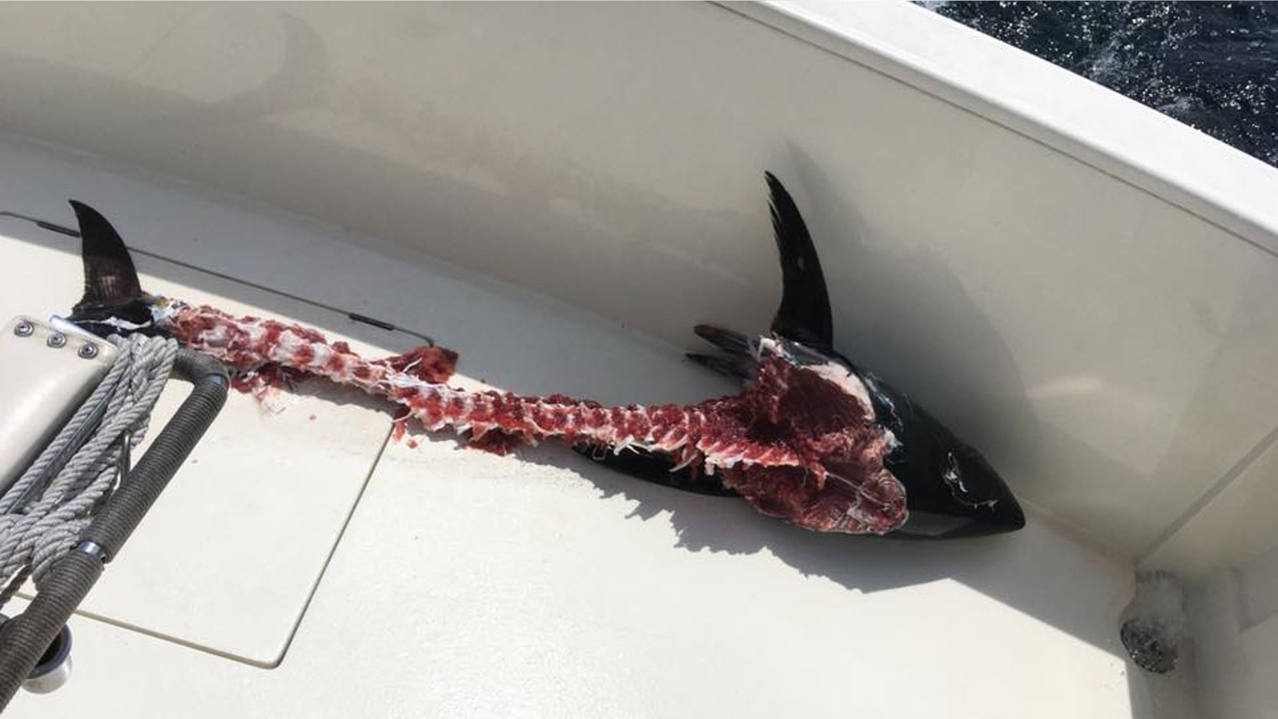 'It was like that old cartoon, where the cat gets the fish," said the boat's captain.