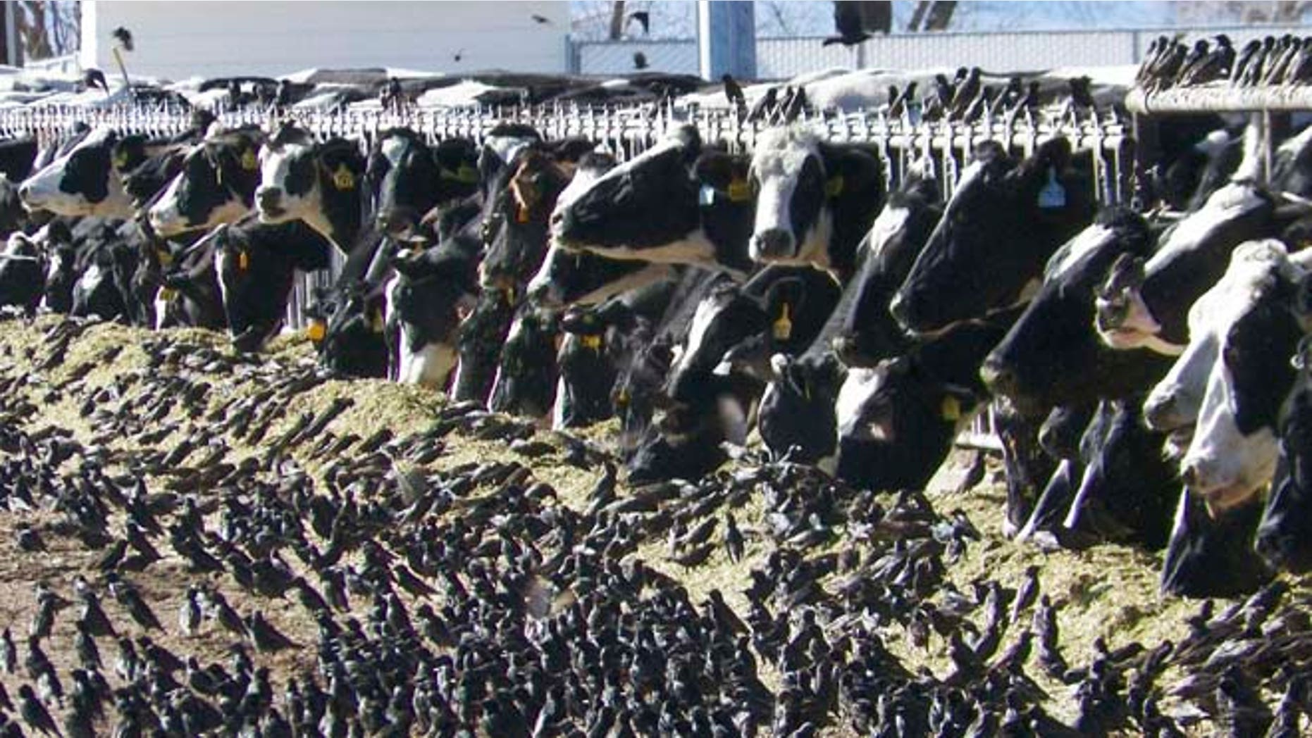 In this undated photo provided by the USDA Animal and Plant Health Inspection Service, a flock of European starlings litter a feedlot in Fallon, Nev. Land owners surprised to discover tens of thousands of dead birds across the high desert are criticizing the federal government over a mass killing of starlings in northern Nevada.