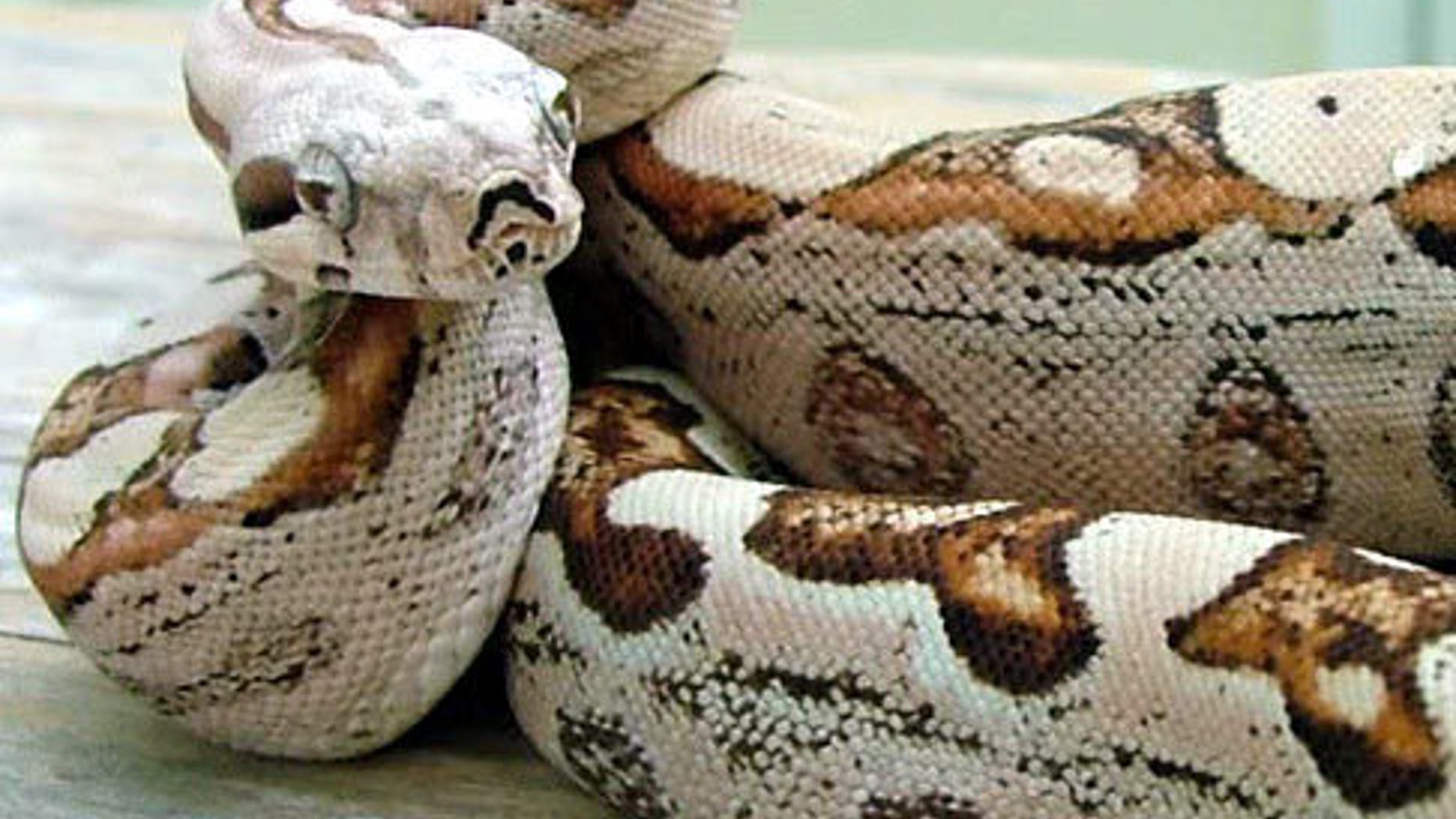 This boa constrictor is the result of a "virgin birth" in which its mama reproduced without a male in a phenomenon called parthenogenesis.
