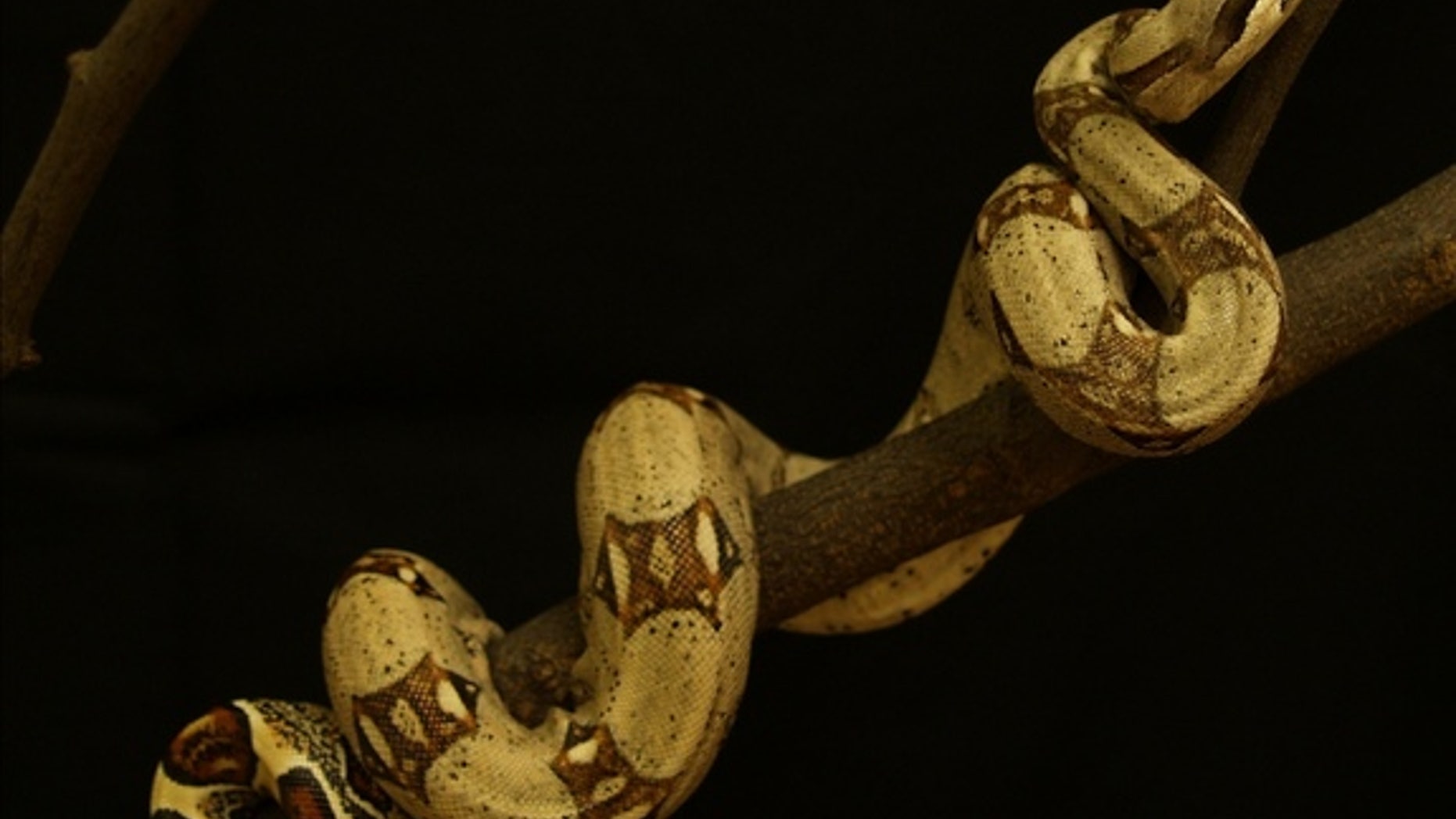 A boa constrictor slithers up a tree.