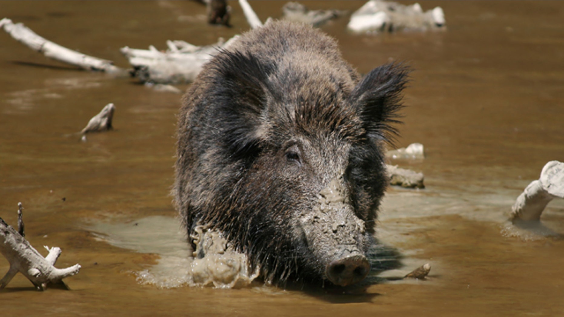 Recently, Germany has reported a surge in the wild boar population. According to one recent study, German wild boar litters have six to eight piglets on average, other countries usually only about four or five.