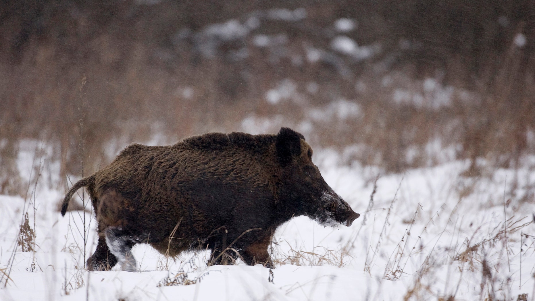File photo - a wild boar runs in the 18 miles exclusion zone around the Chernobyl nuclear reactor near the village of Babchin, some 217 miles southeast of Minsk, January 9, 2009. (REUTERS/Vasily Fedosenko)